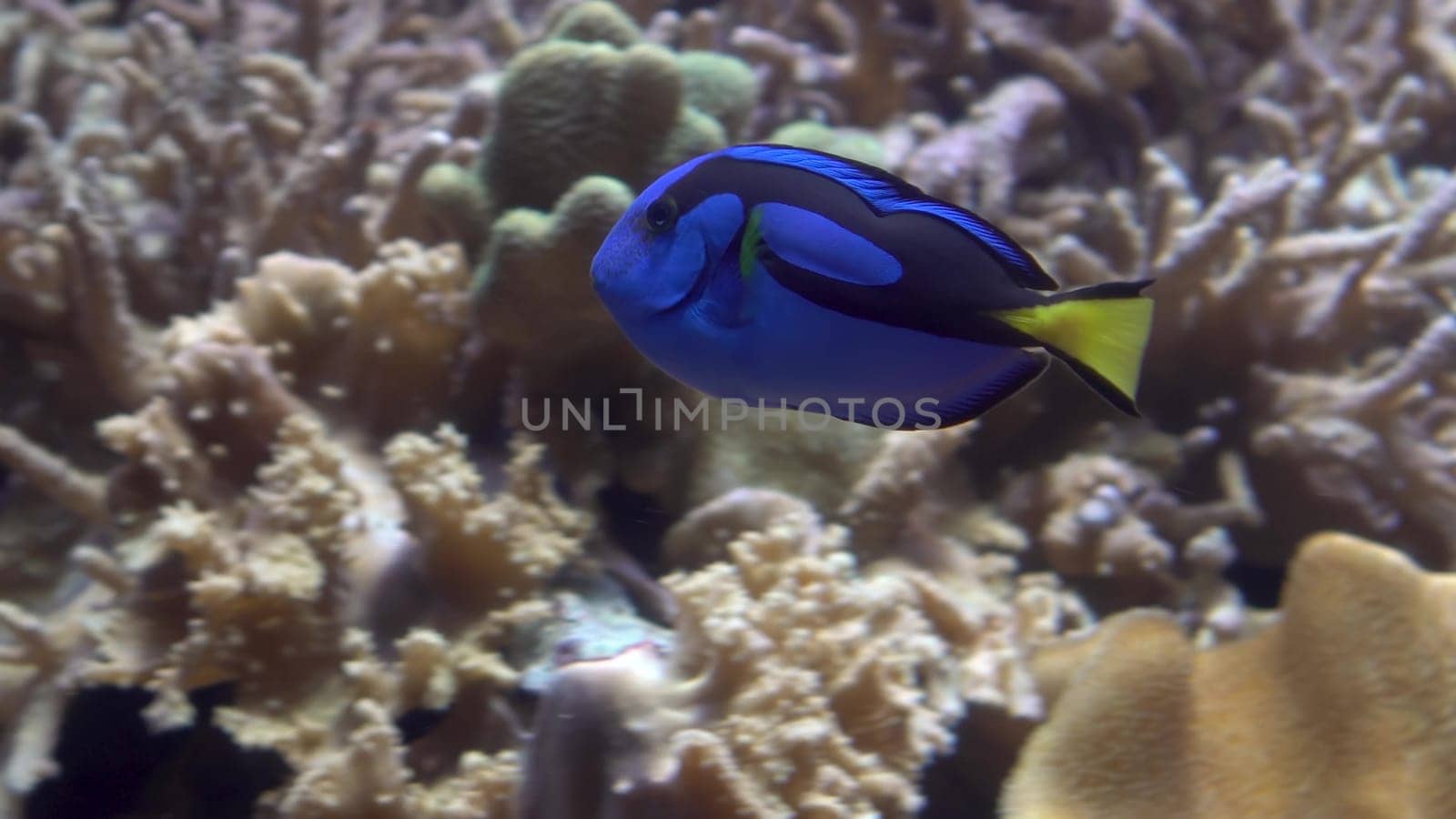 Exotic surgeon fish swims near sea anemones and corals. A blue fish swims in an aquarium. 4k