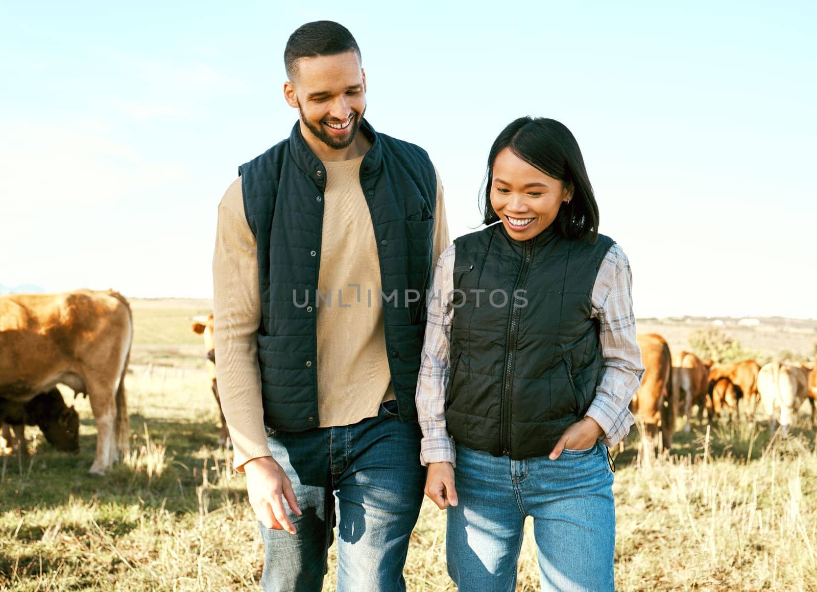 Love, cow and agriculture with couple on farm for bonding, partnership and quality time. Sustainability, production and cattle farmer with man and woman in countryside for dairy, livestock or relax.