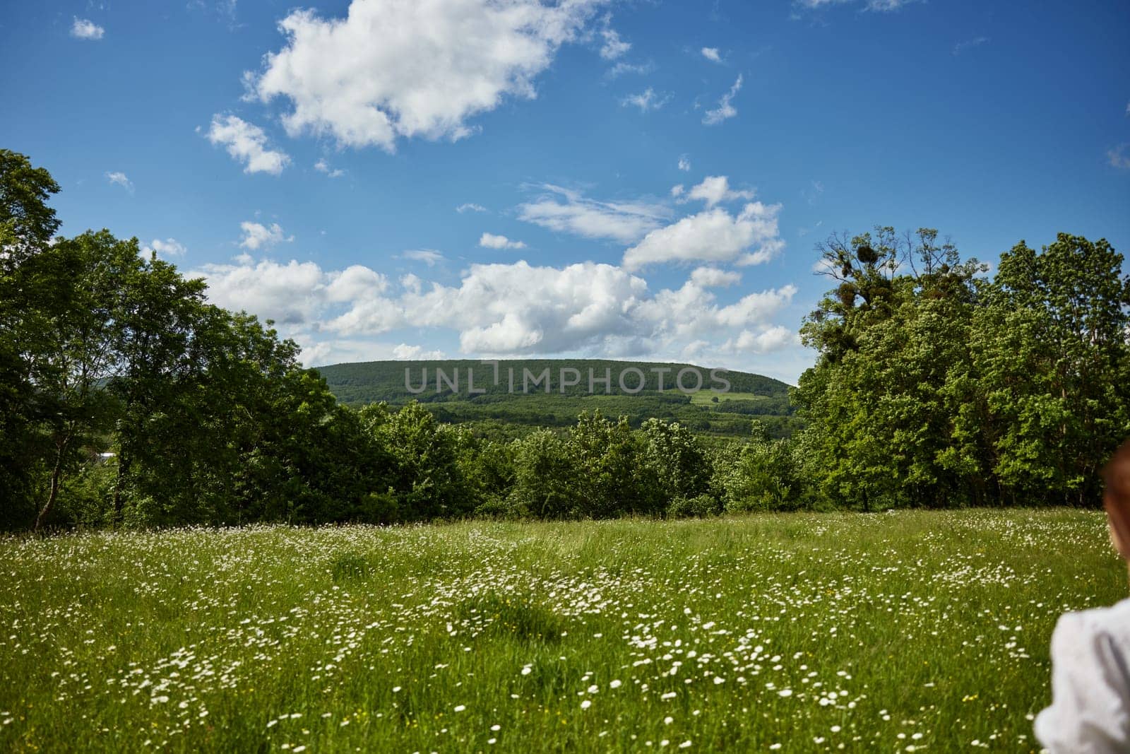 summer landscape meadows with daisies on a sunny day. High quality photo