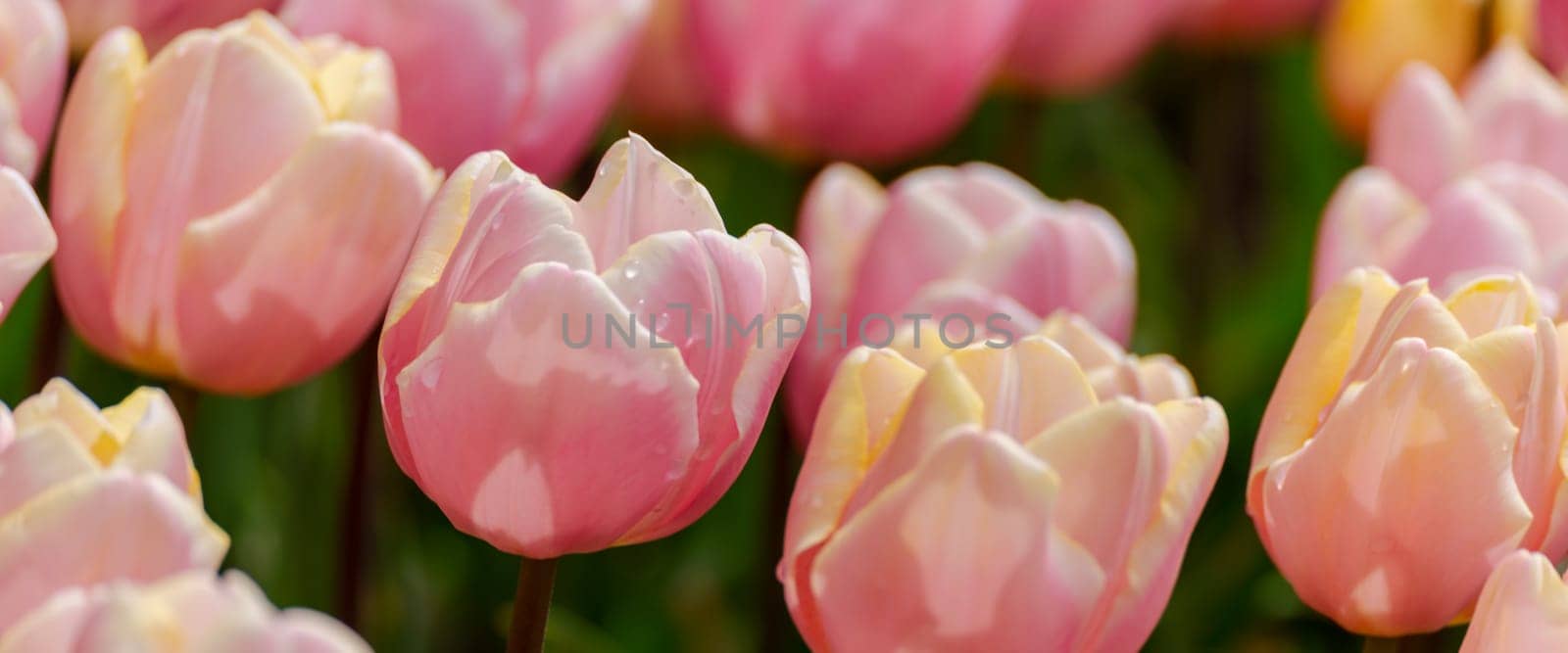 Pink tulips spring blossoming, bokeh flower background, pastel and soft floral card, selective focus.