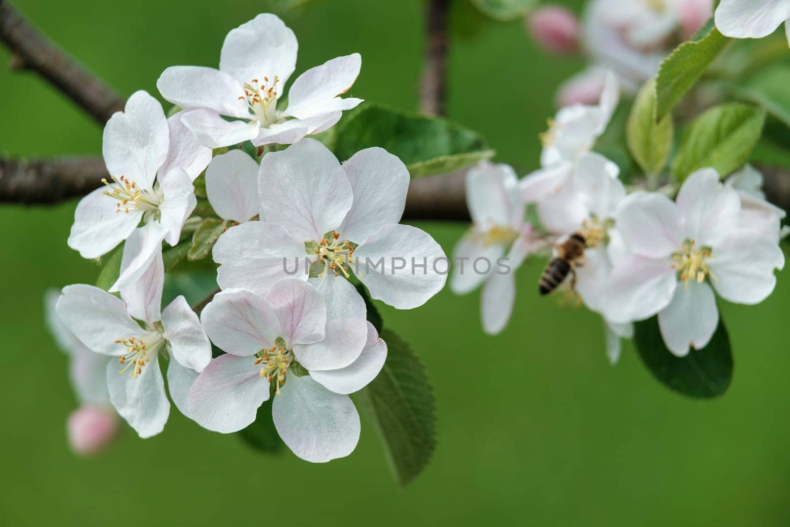 Blooming apple tree in the spring garden. Close up of white flowers on a tree. download photo