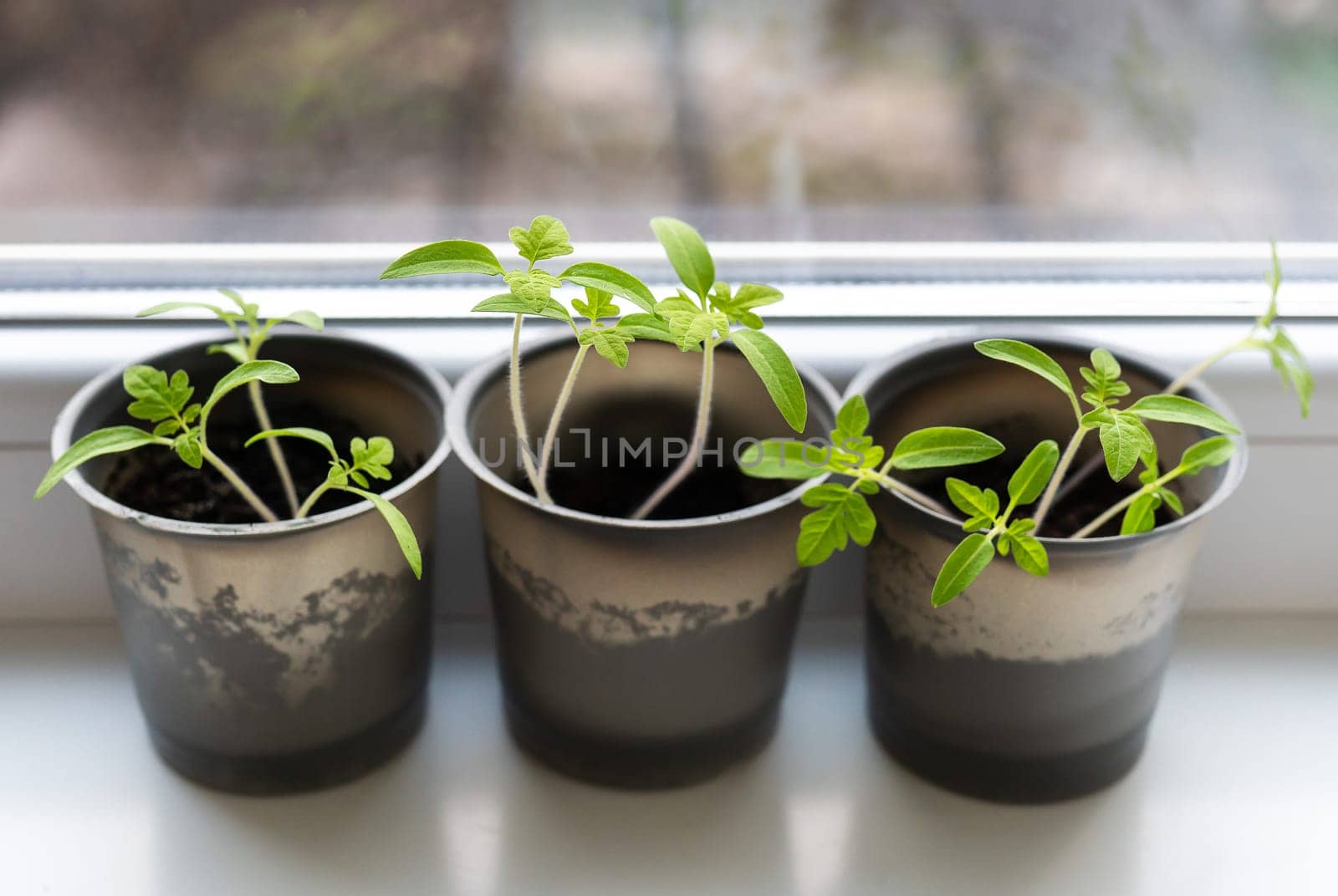 Growing vegetables on the windowsill in the house, young tomatoes in plastic cups on the window. Healthy seedlings, hobby gardening