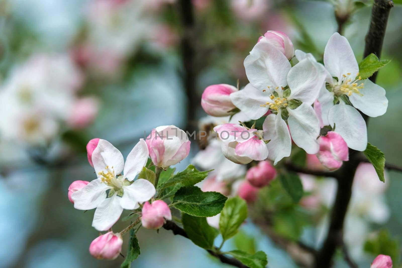 Beautiful apple tree blossoming in springtime. Pink flowers of blooming Apple tree in spring against blue sky download photo