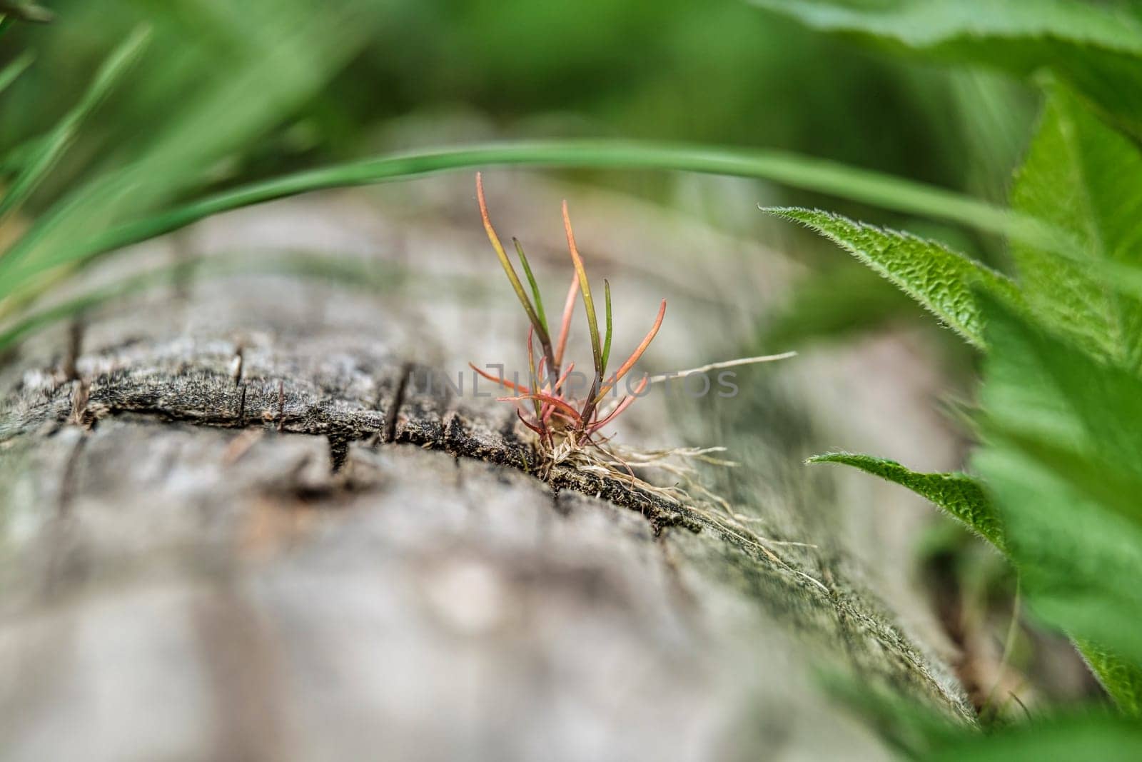 New Life concept with seedling growing sprout. Lonely young pine sapling tree sprout in spring forest. download photo