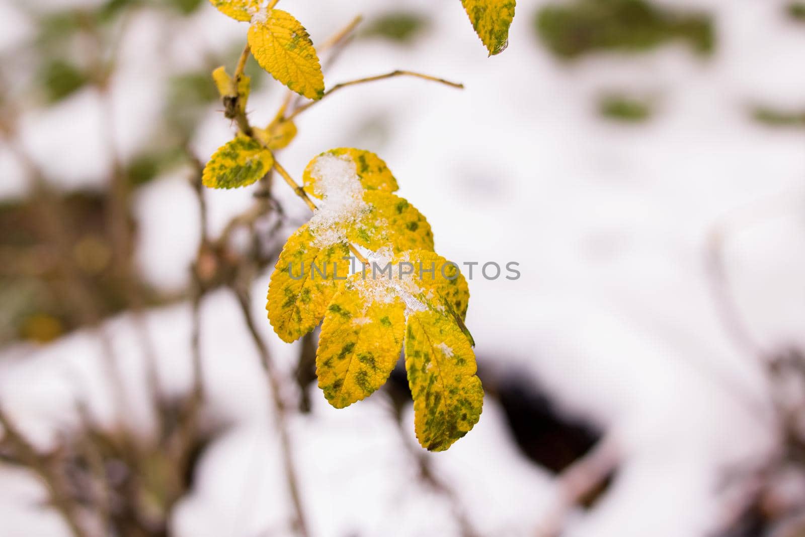 Snow on yellow plant leaves close up, macrophotography