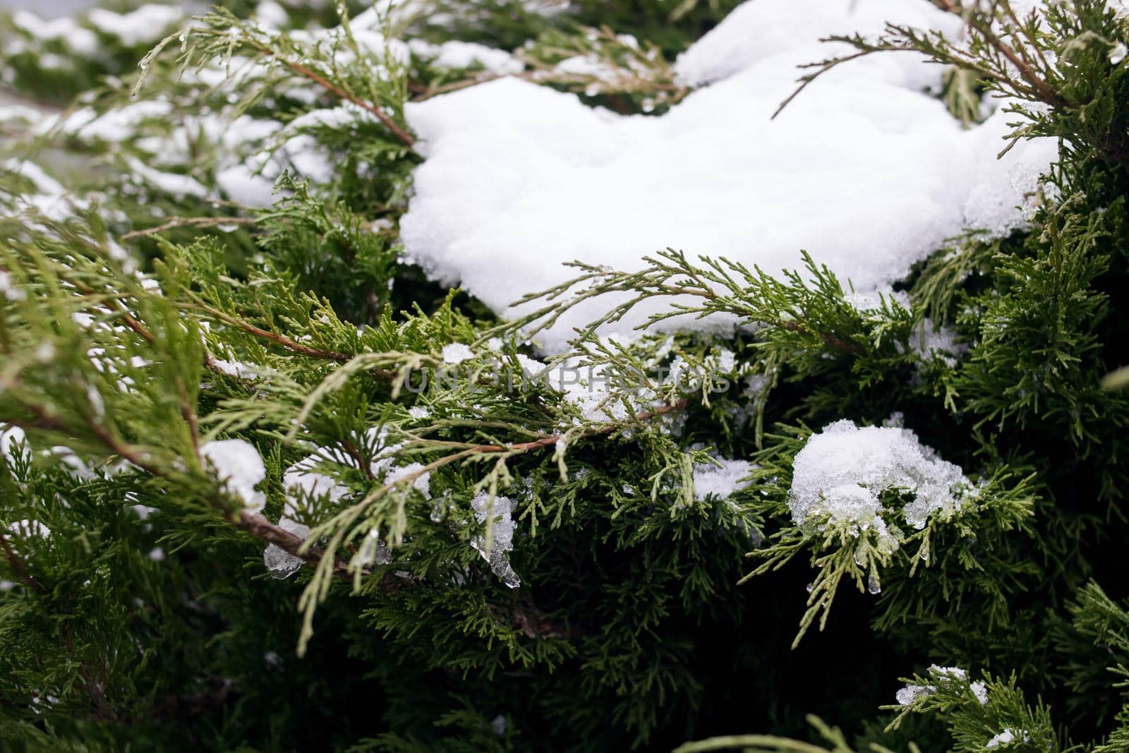Snow on green branches of evergreen bush by Vera1703