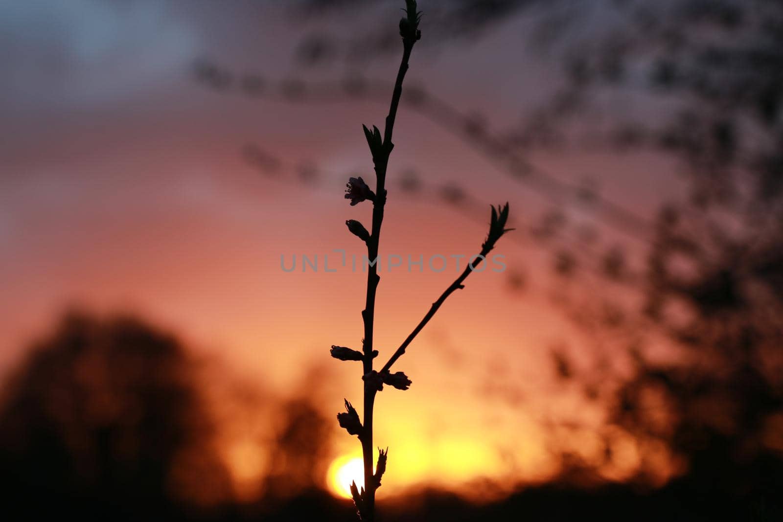 Small peach tree in front of a sunset by Luise123