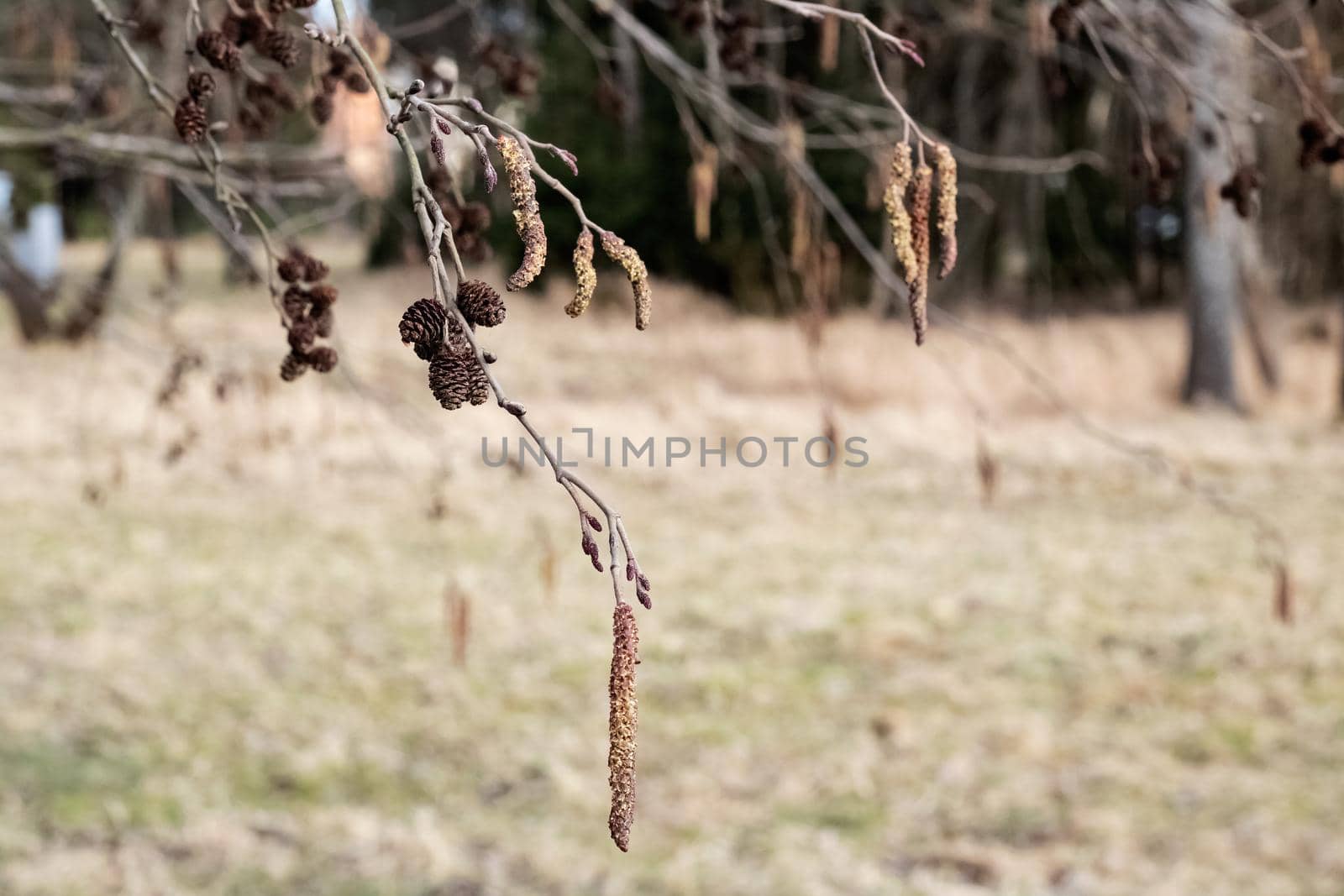 Long fluffy catkins on a tree branch in autumn