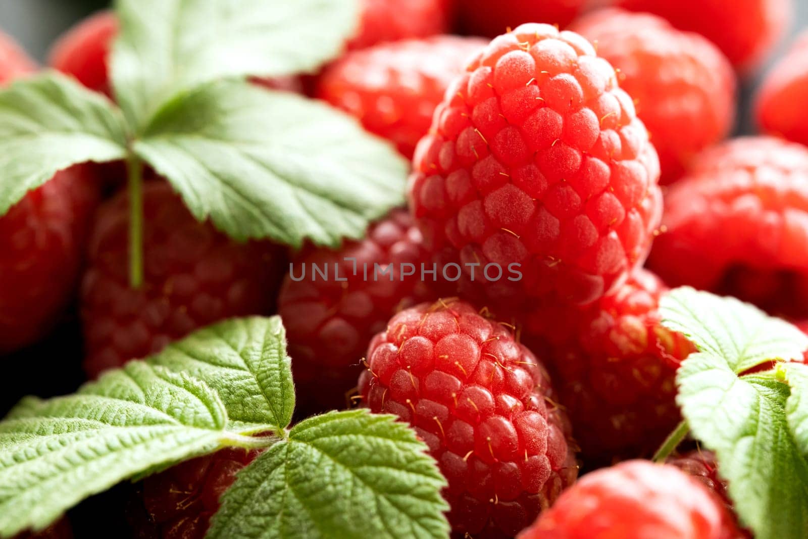 Fresh red raspberries with leaves macro shot