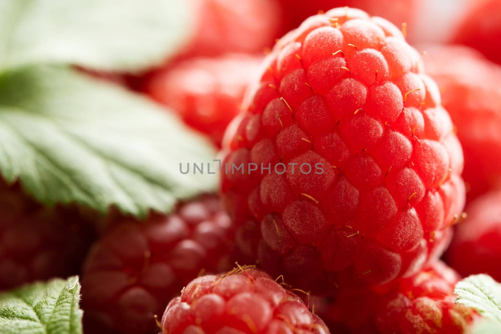 Fresh red raspberry macro shot, close up view