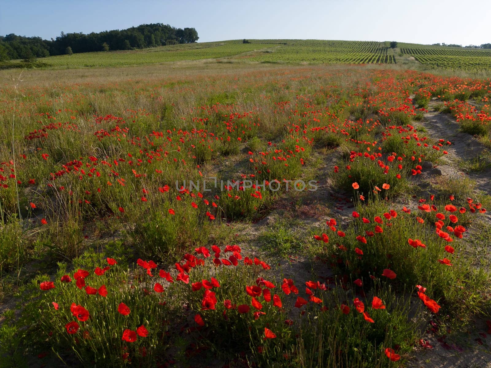 Field of wild poppies, beautiful summer rural landscape. Fresh green meadow with bright red flowers, sunny day. High quality photo