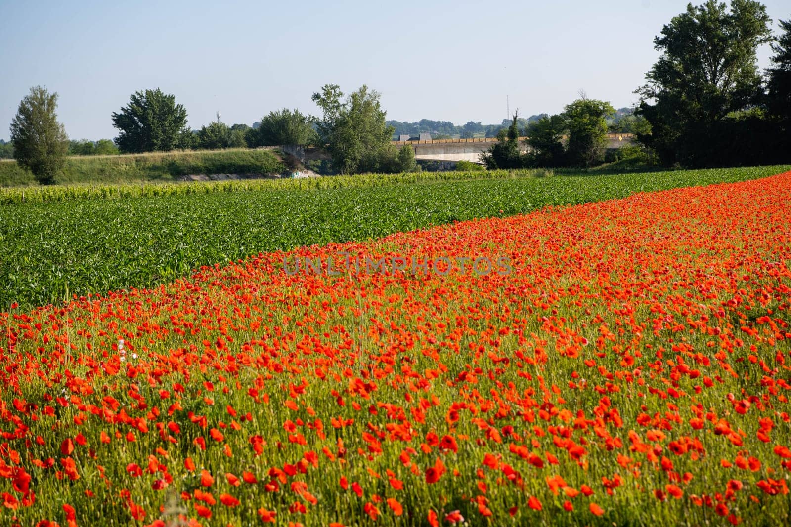 Field of wild poppies, beautiful summer rural landscape. Fresh green meadow with bright red flowers, sunny day. High quality photo