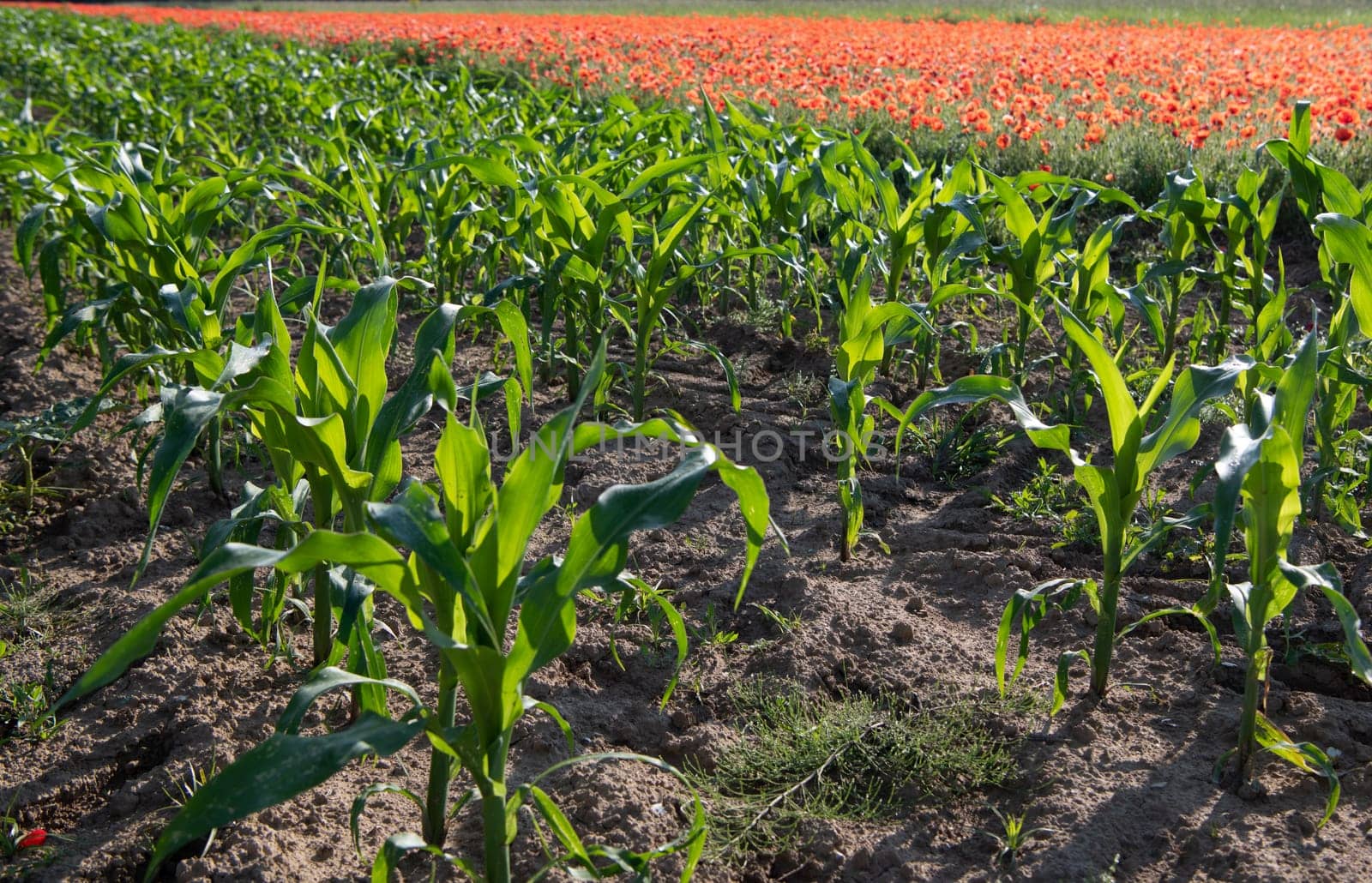 Fields of corn and poppies, beautiful summer rural landscape by FreeProd