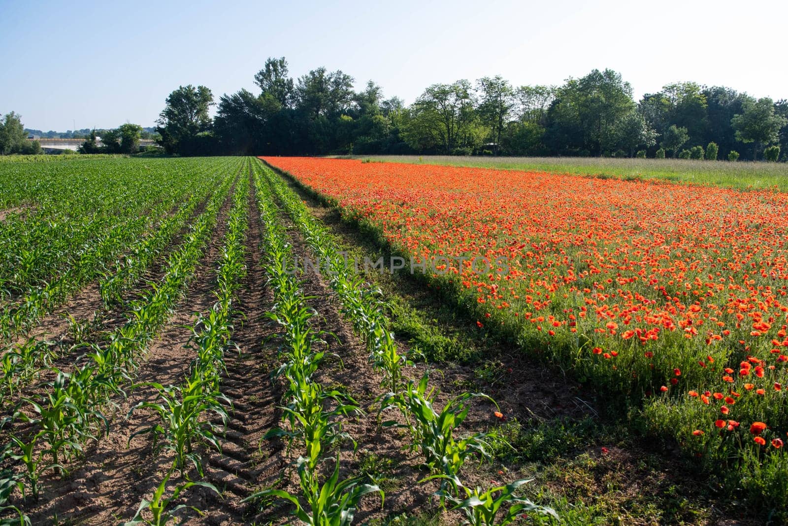 Fields of corn and poppies, beautiful summer rural landscape by FreeProd