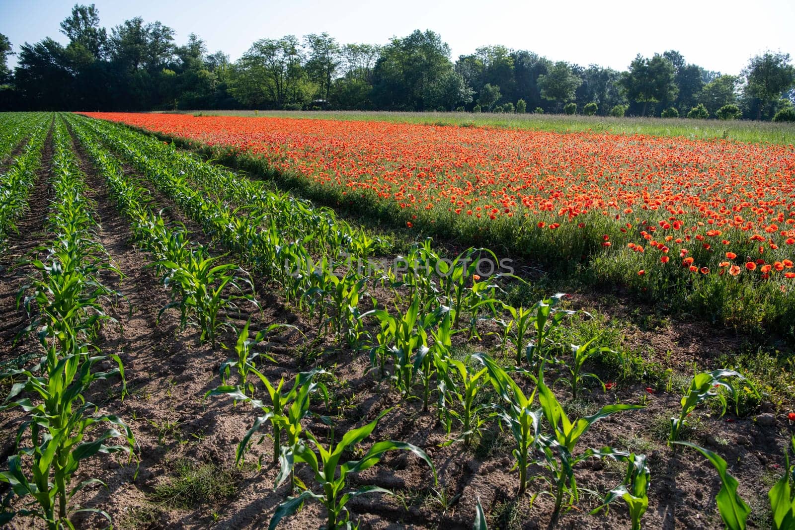 Fields of corn and poppies, beautiful summer rural landscape by FreeProd