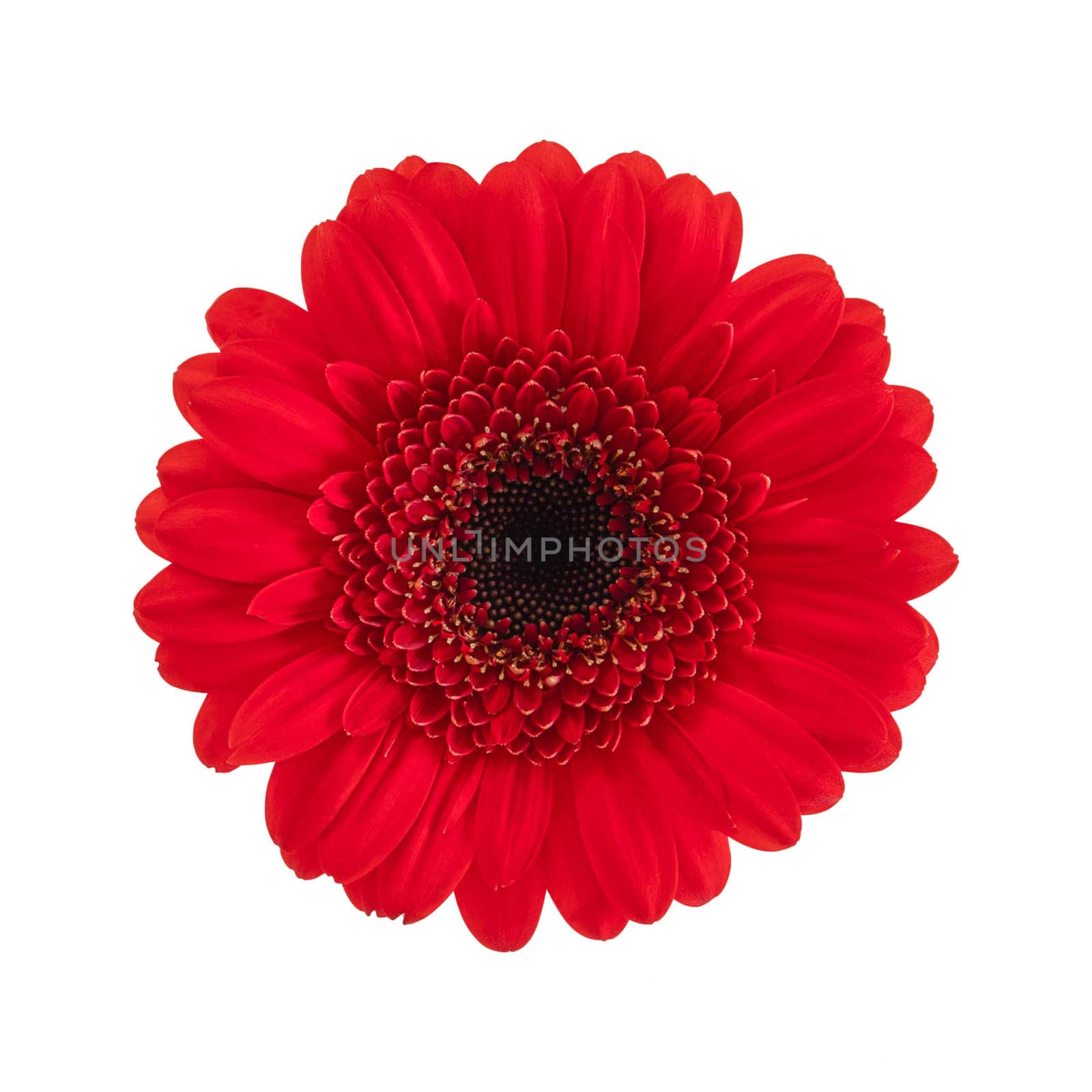 Red gerbera flower isolated on a white background. Stock photo by anna_artist