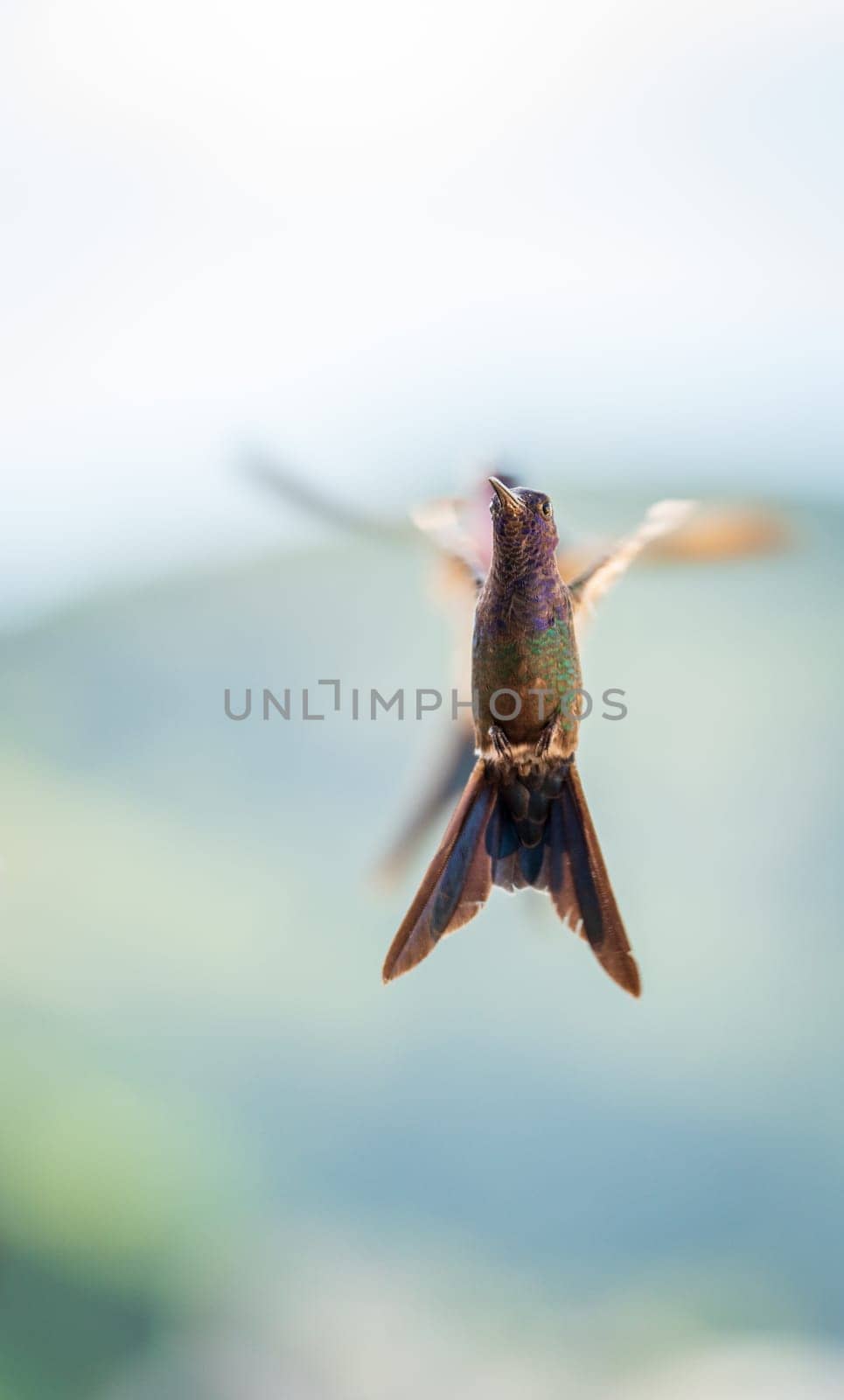 Magnificent close-up shot of a hummingbird flying with its wings extended and a blurred background, showcasing the beauty of nature's feathered creatures.
