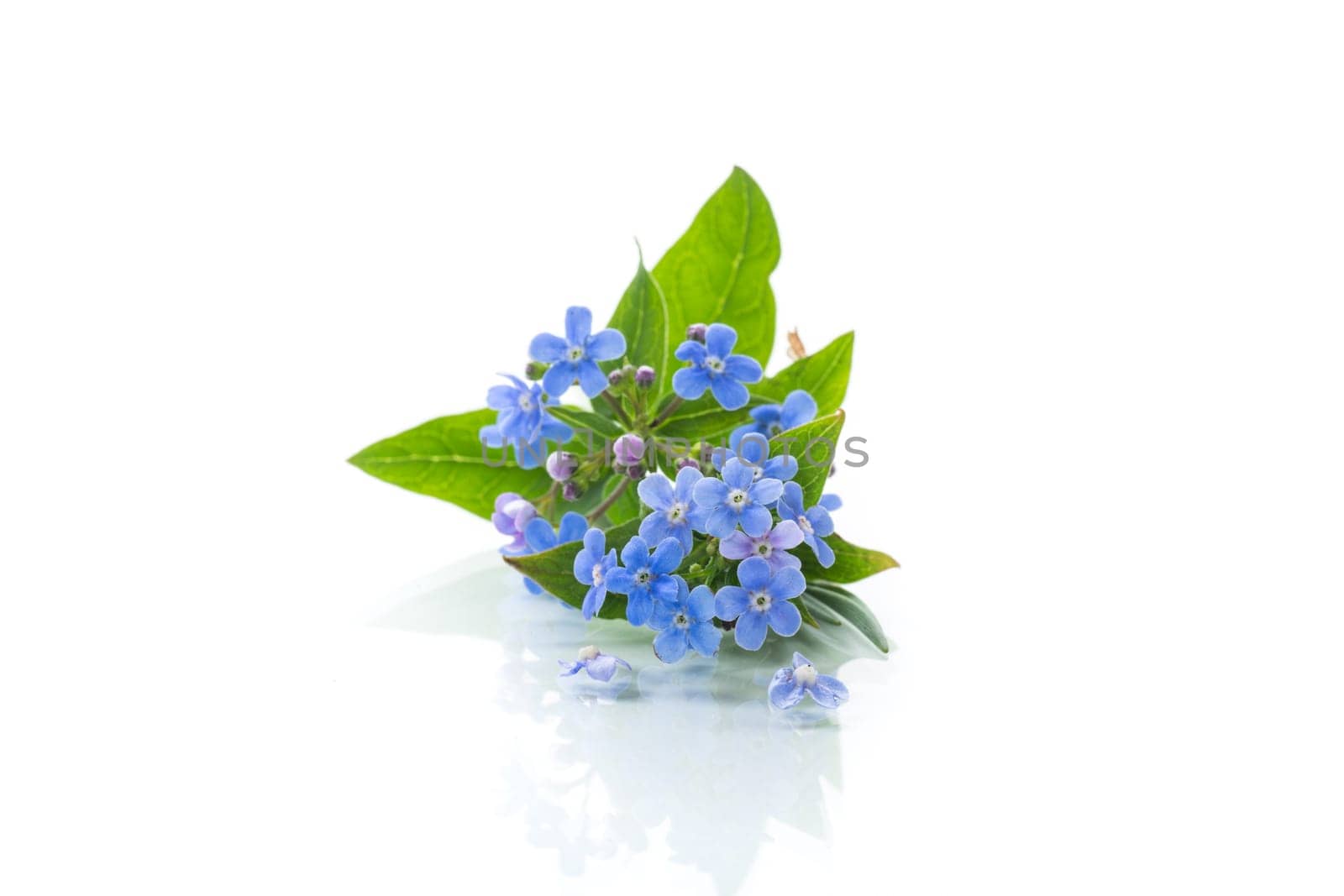 small blue forget-me-not flowers isolated on white background