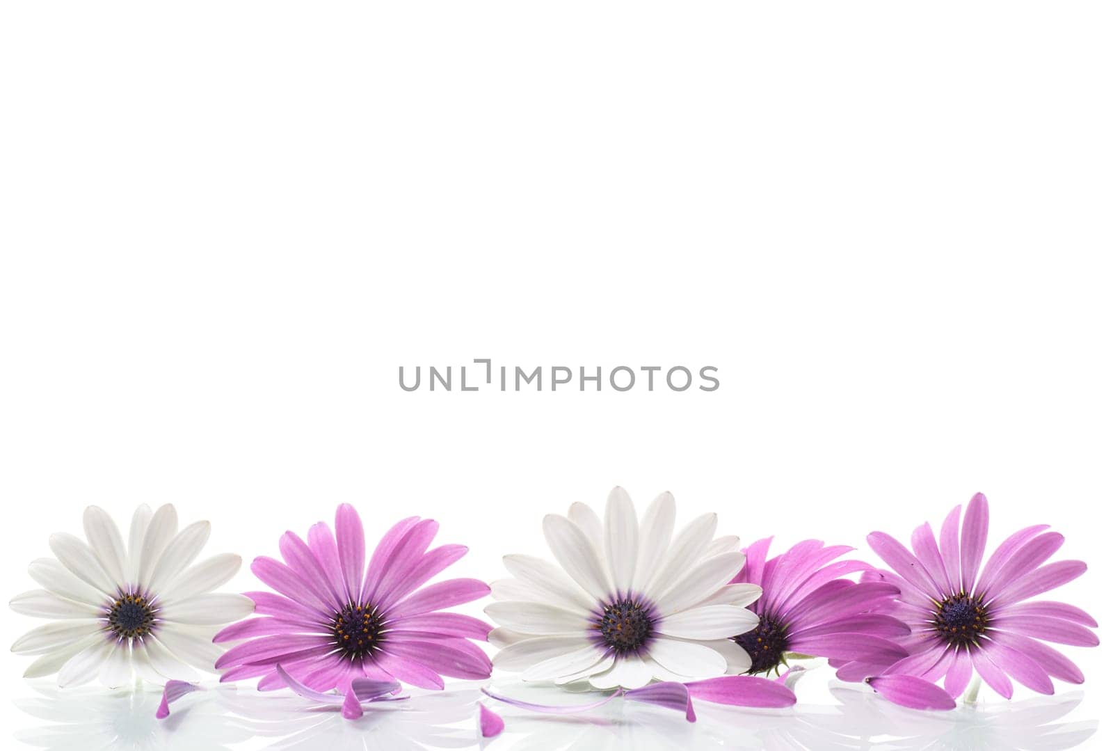 Beautiful white and purple Osteospermum flowers, isolated on white background