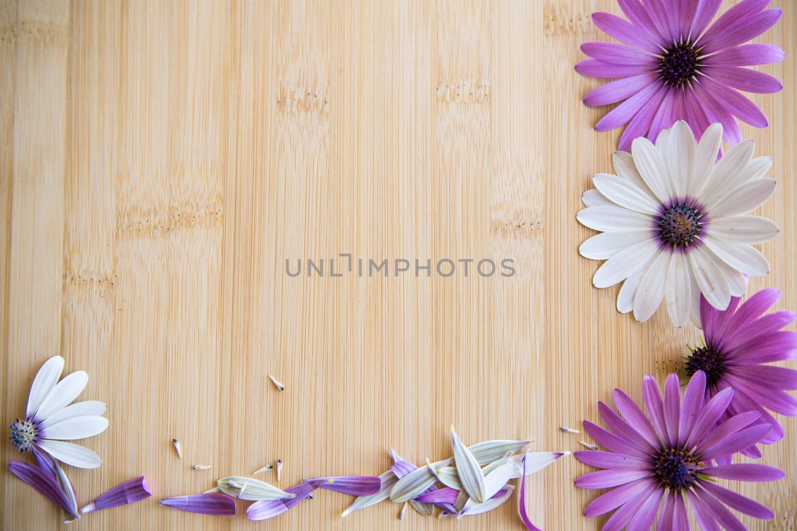 Beautiful white and purple Osteospermum flowers on a wooden by Rawlik