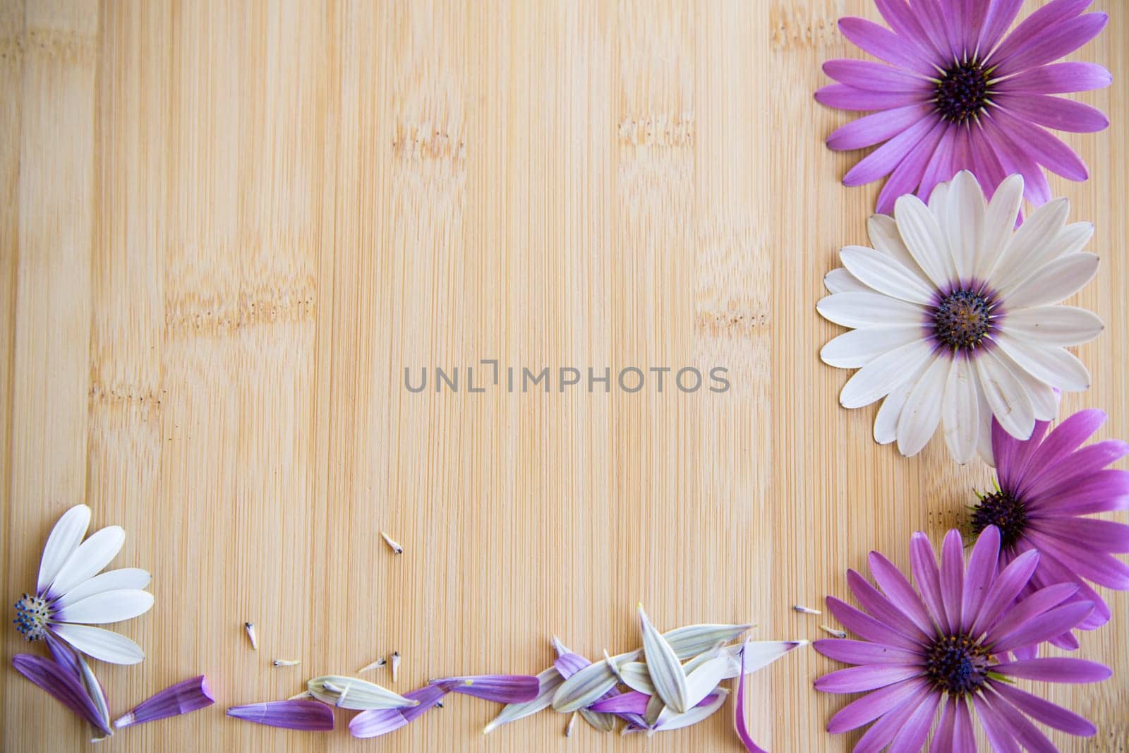 Beautiful white and purple Osteospermum flowers on a wooden background