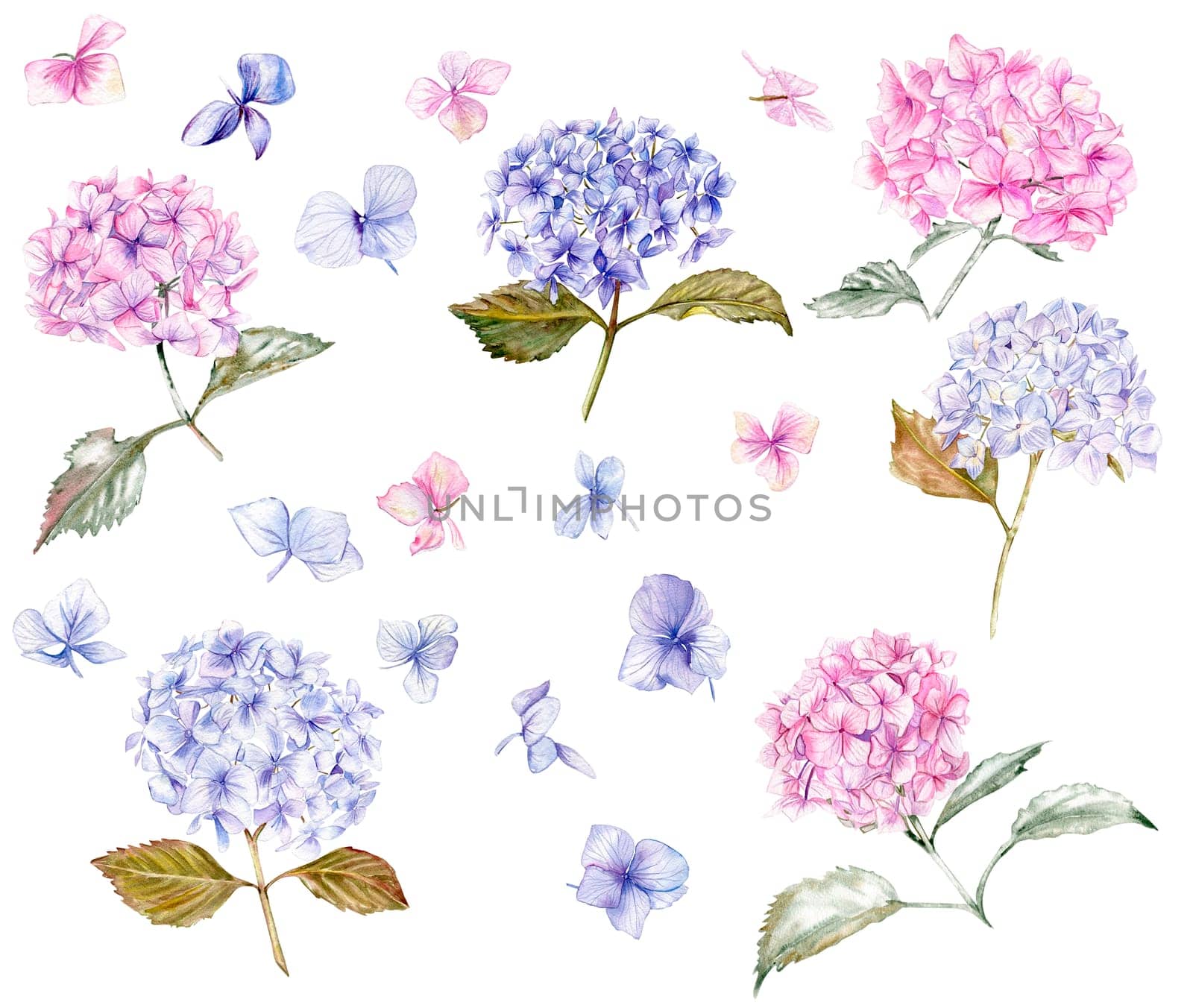 Fall set with blue and pink hydrangea flowers. For cards, backgrounds. Watercolor illustration for scrapbooking. Perfect for wedding invitation.