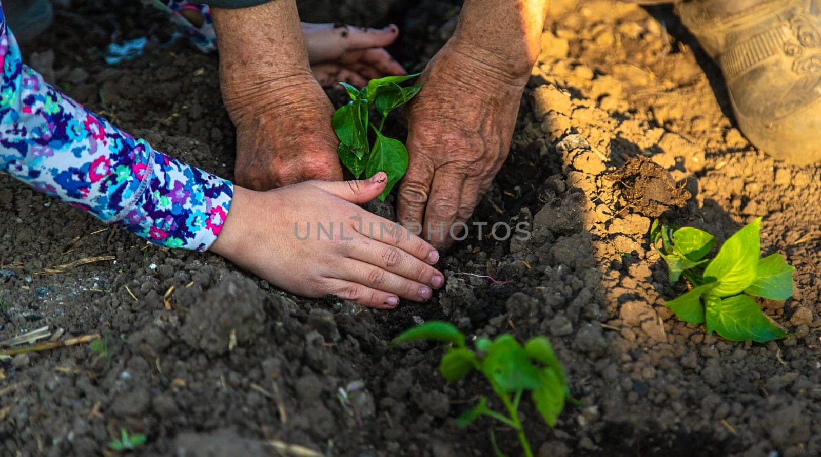 A woman farmer plants peppers in her garden. Selective focus. Kid,