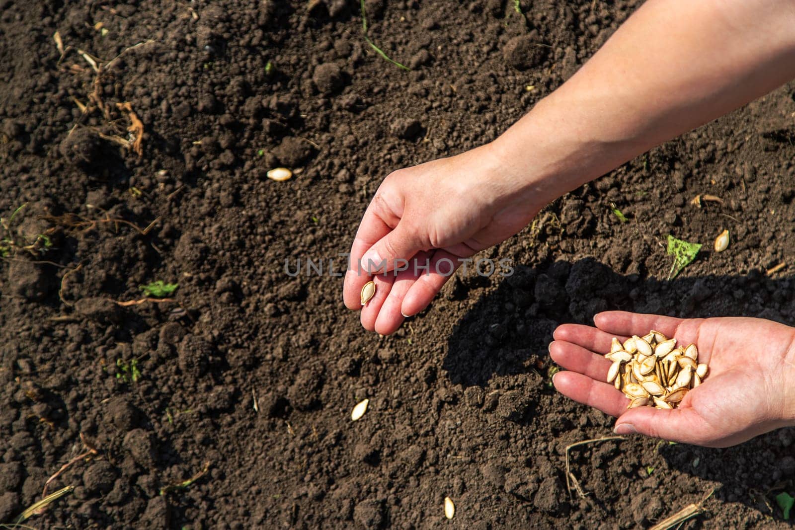 A woman farmer plants seeds in the garden. Selective focus. Nature.