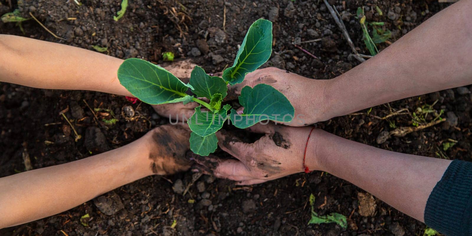 A woman farmer plants cabbage in her garden. Selective focus. by yanadjana