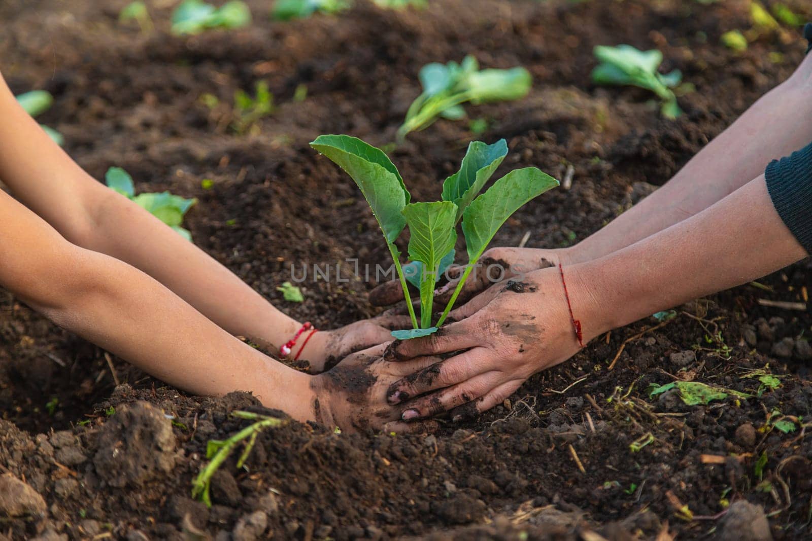 A woman farmer plants cabbage in her garden. Selective focus. by yanadjana