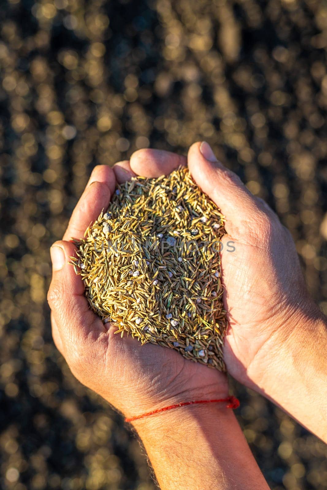 The farmer sows lawn grass. Selective focus. by yanadjana