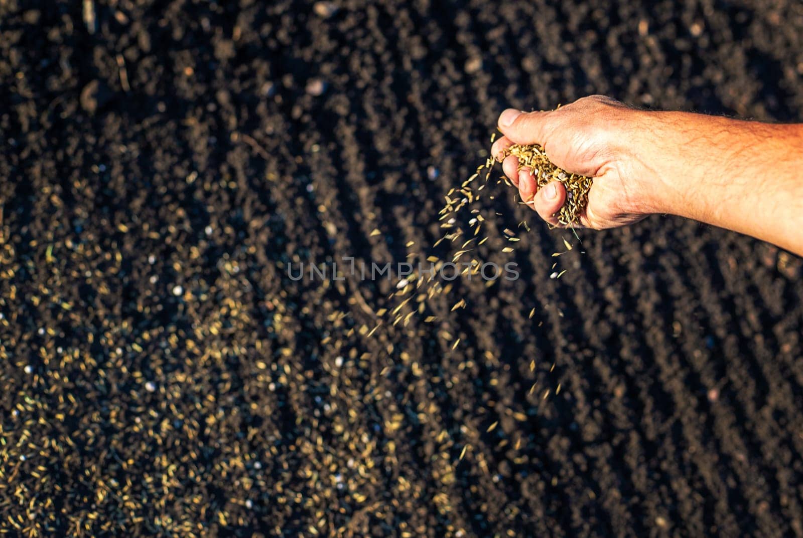 The farmer sows lawn grass. Selective focus. Nature.