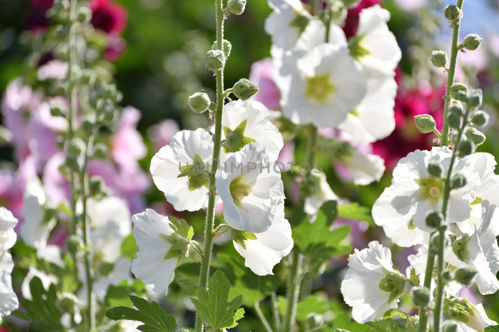 The Beautiful white varietal stockrose in the garden by olgavolodina