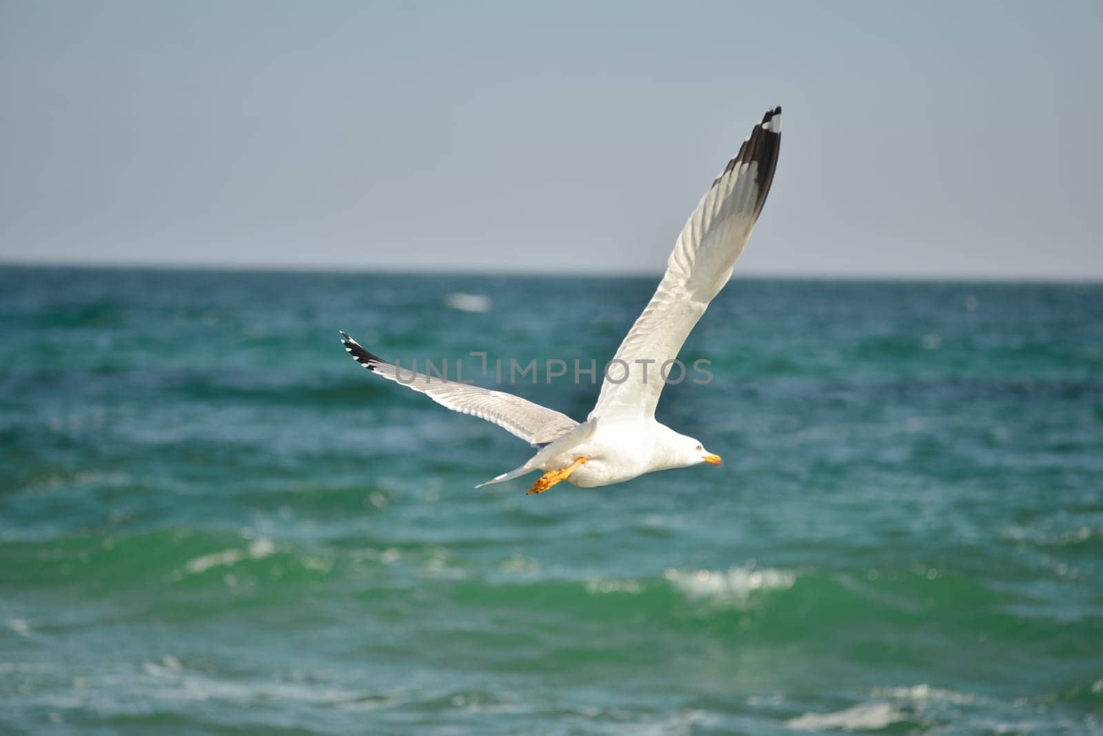 Fly Away. Seagulls flying over the water.