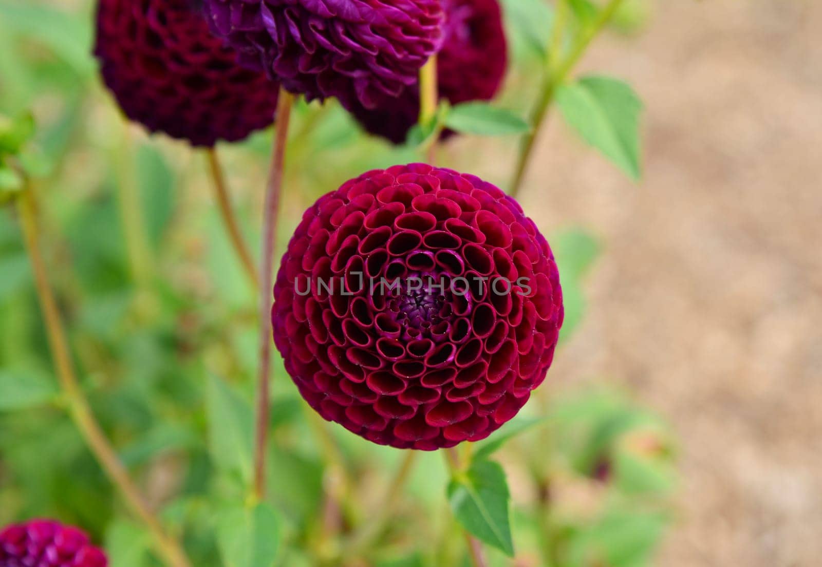 Bulb of dahlia red burgundy flowers Closeup