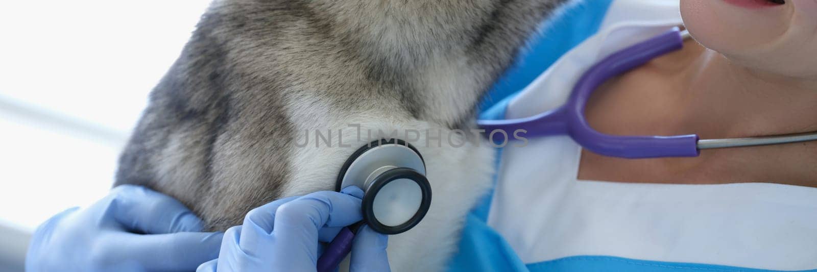 Veterinarian examines husky dog with stethoscope in veterinary clinic. Veterinarian services concept