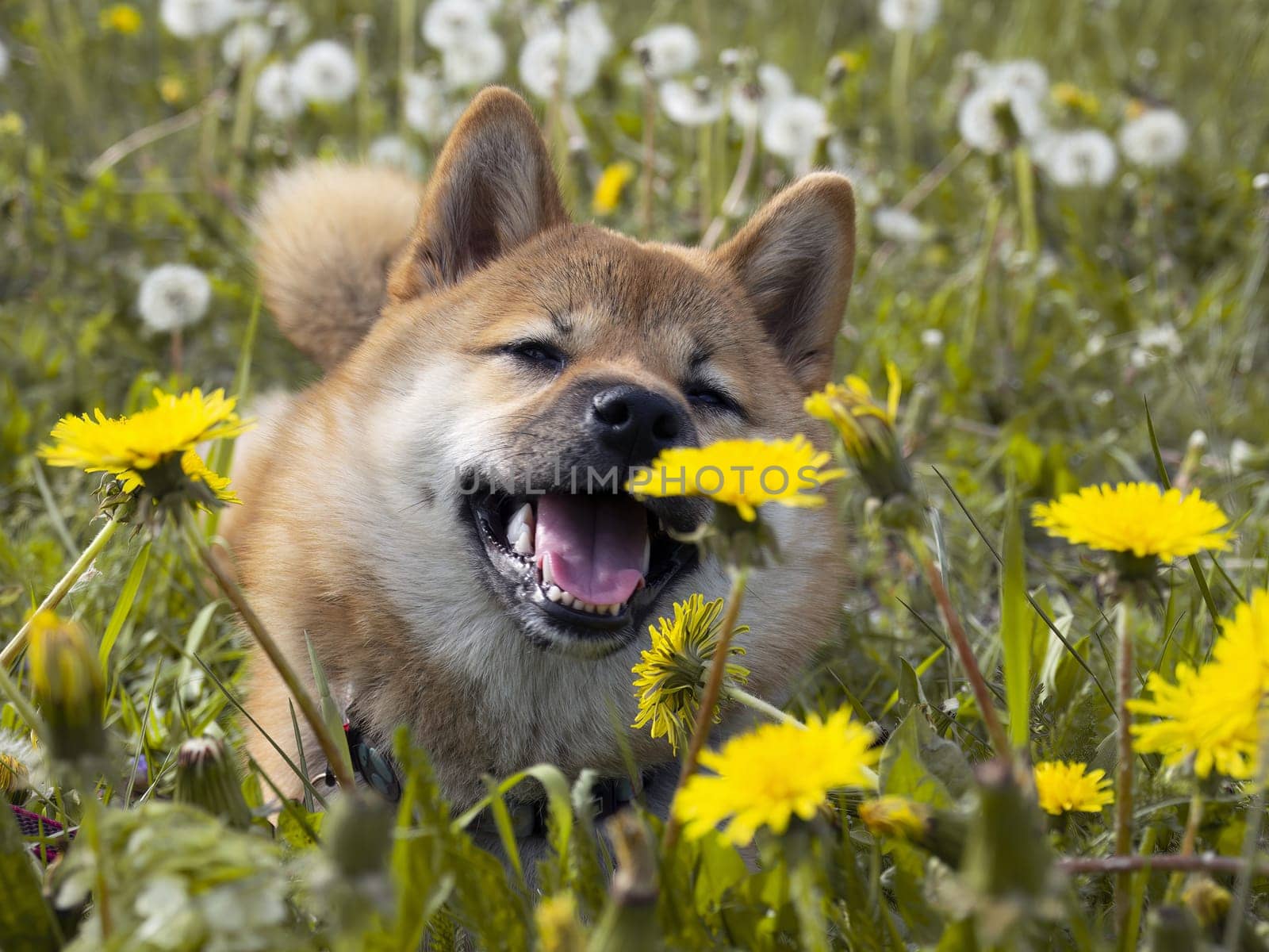 Close-up Portrait of beautiful and happy red shiba inu puppy sitting in the green grass, small dog. Dogecoin. Red-haired Japanese dog with smile. Dandelions, daisies in the background. Sunny summer day. Cryptocurrency concept. High quality photo. Copy space