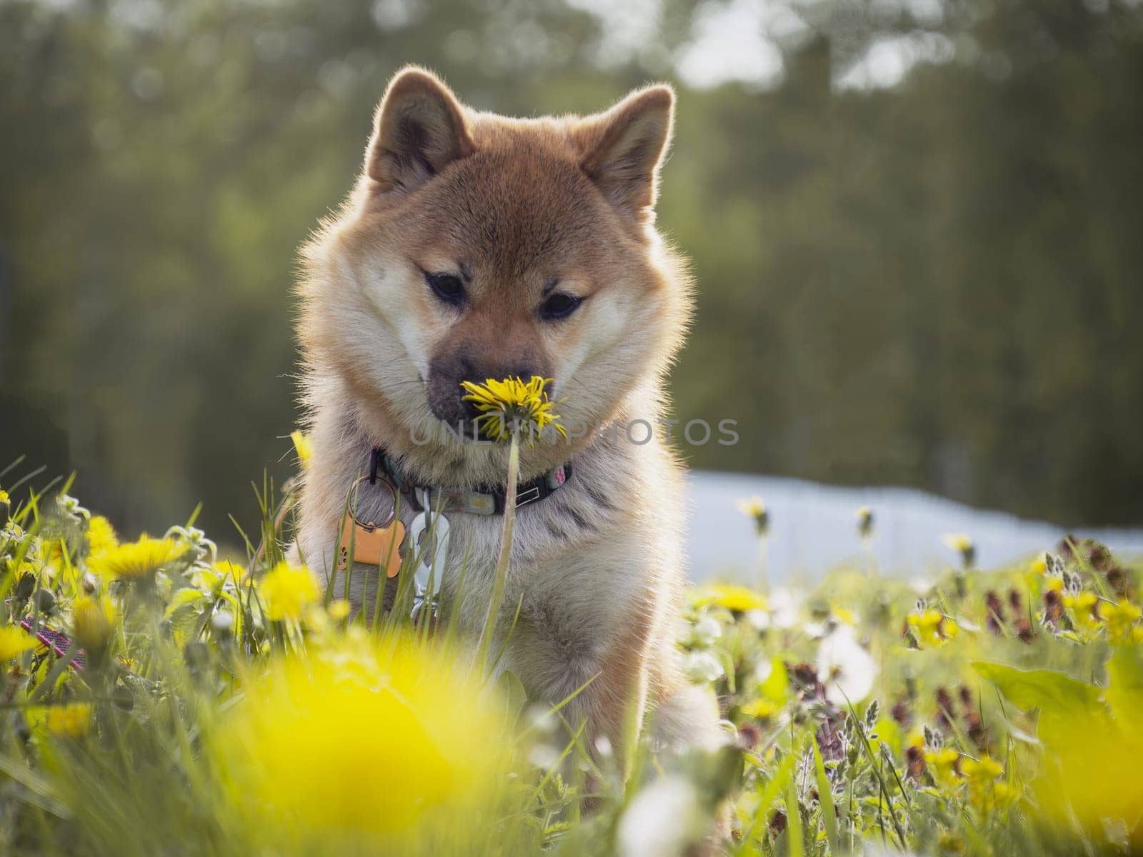 Close-up Portrait of beautiful and happy red shiba inu puppy sitting in the green grass, small dog. Dogecoin. Red-haired Japanese dog with smile. Dandelions, daisies in the background. Sunny summer day. Cryptocurrency concept. High quality photo. Copy space
