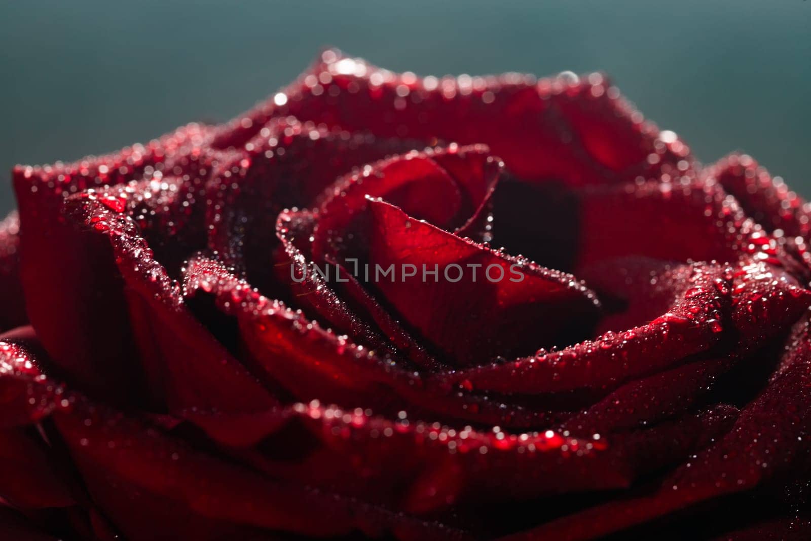 Blooming red rose bud in water drops and mist close-up on a black background, use as background, wallpaper, greeting card