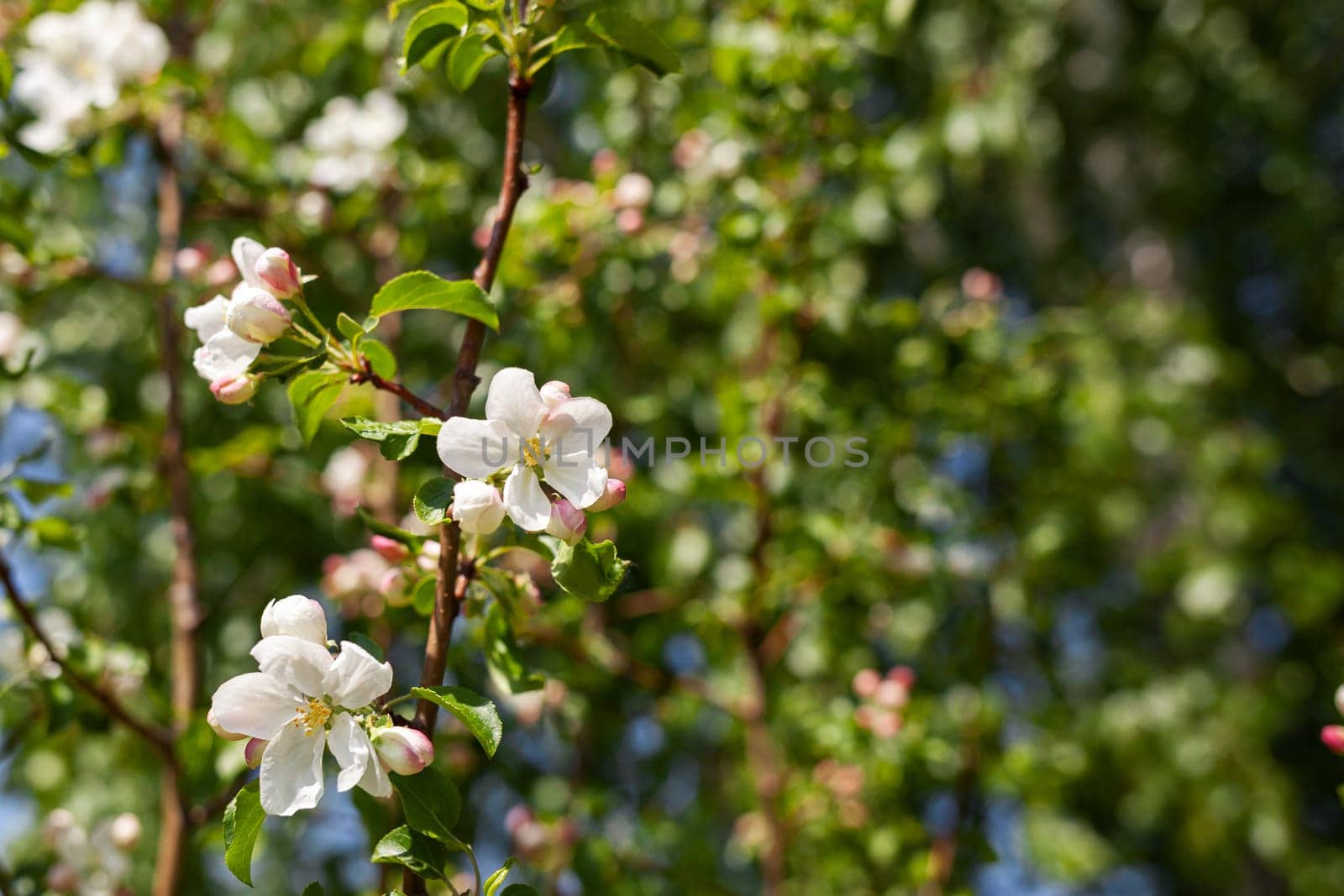 Blooming apple tree in the spring garden. Close up of white flowers by AnatoliiFoto