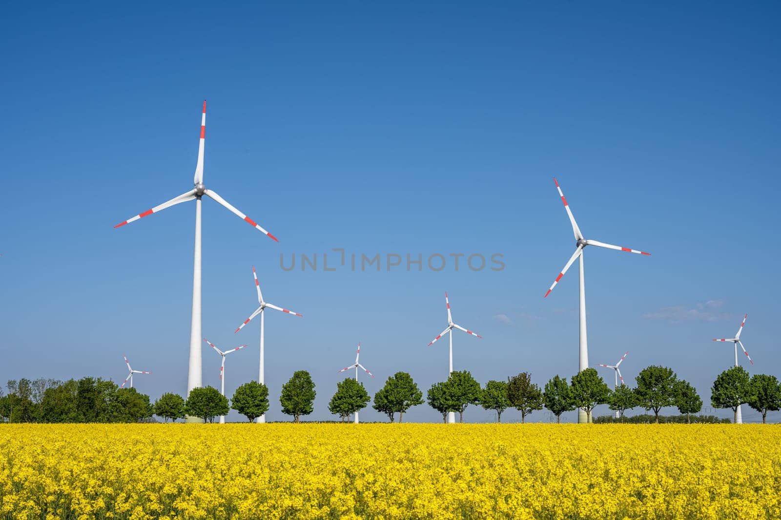 Wind turbines in a blooming rapeseed field seen in Germany