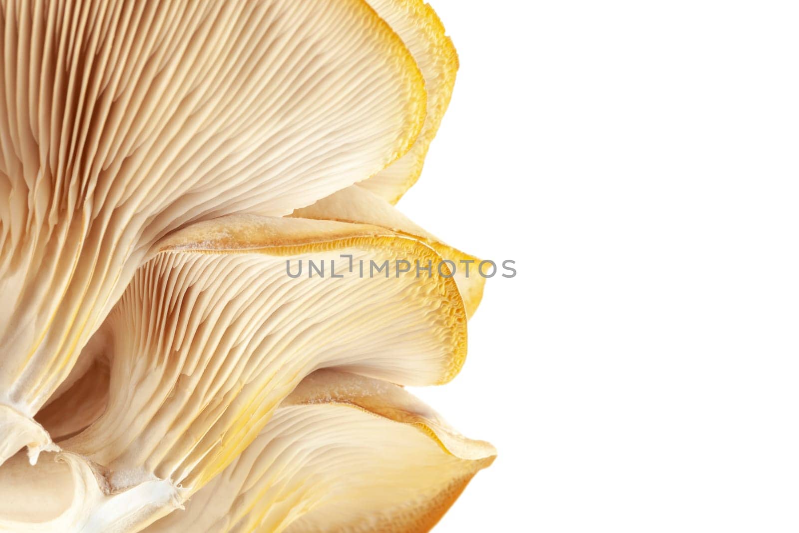 oyster mushroom close up isolated on white background by glavbooh