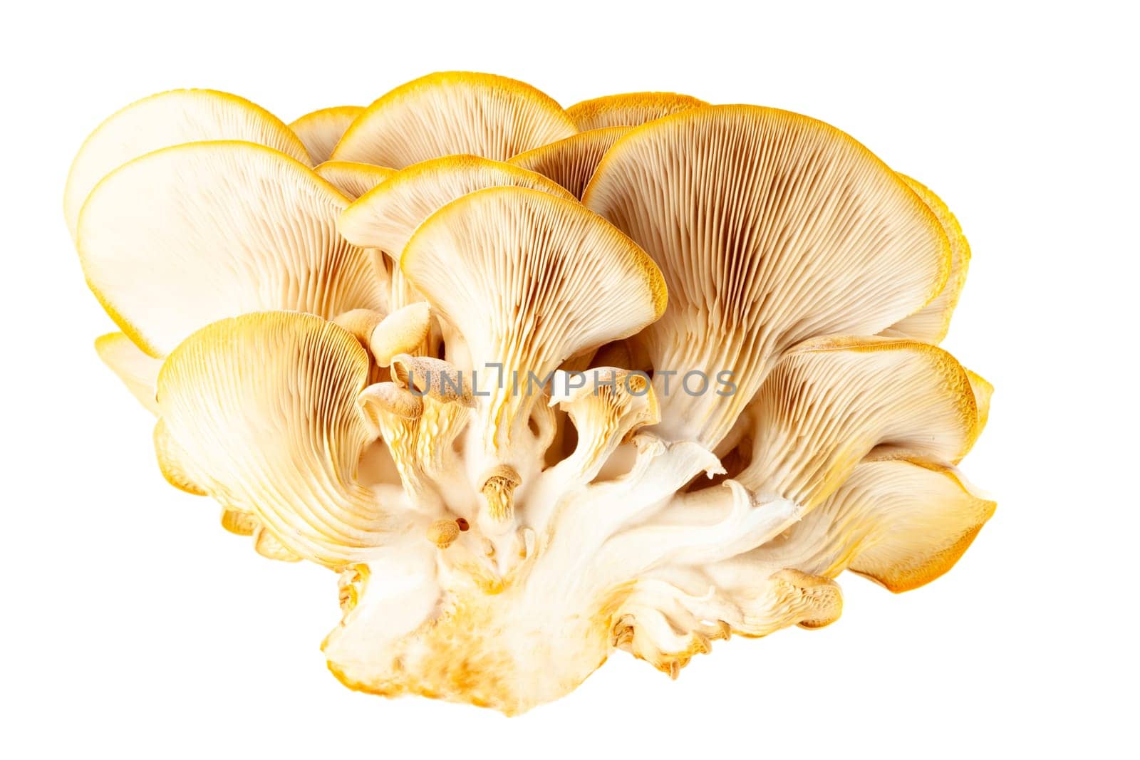 oyster mushroom close up isolated on white background by glavbooh