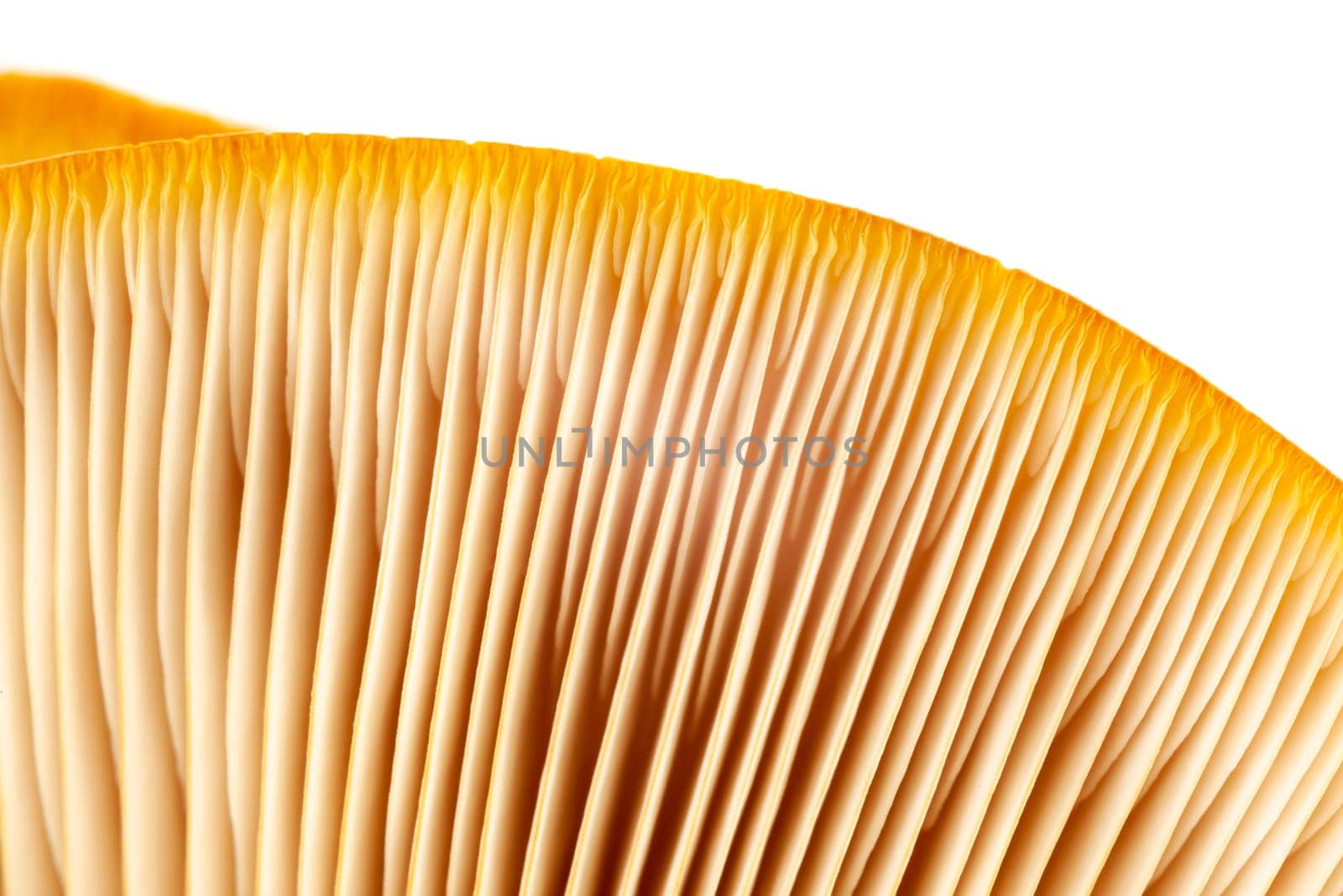 abstract nature background macro of Mushroom plants. Using idea design texture pattern concept natural or wallpaper with blurry background, soft focus by glavbooh