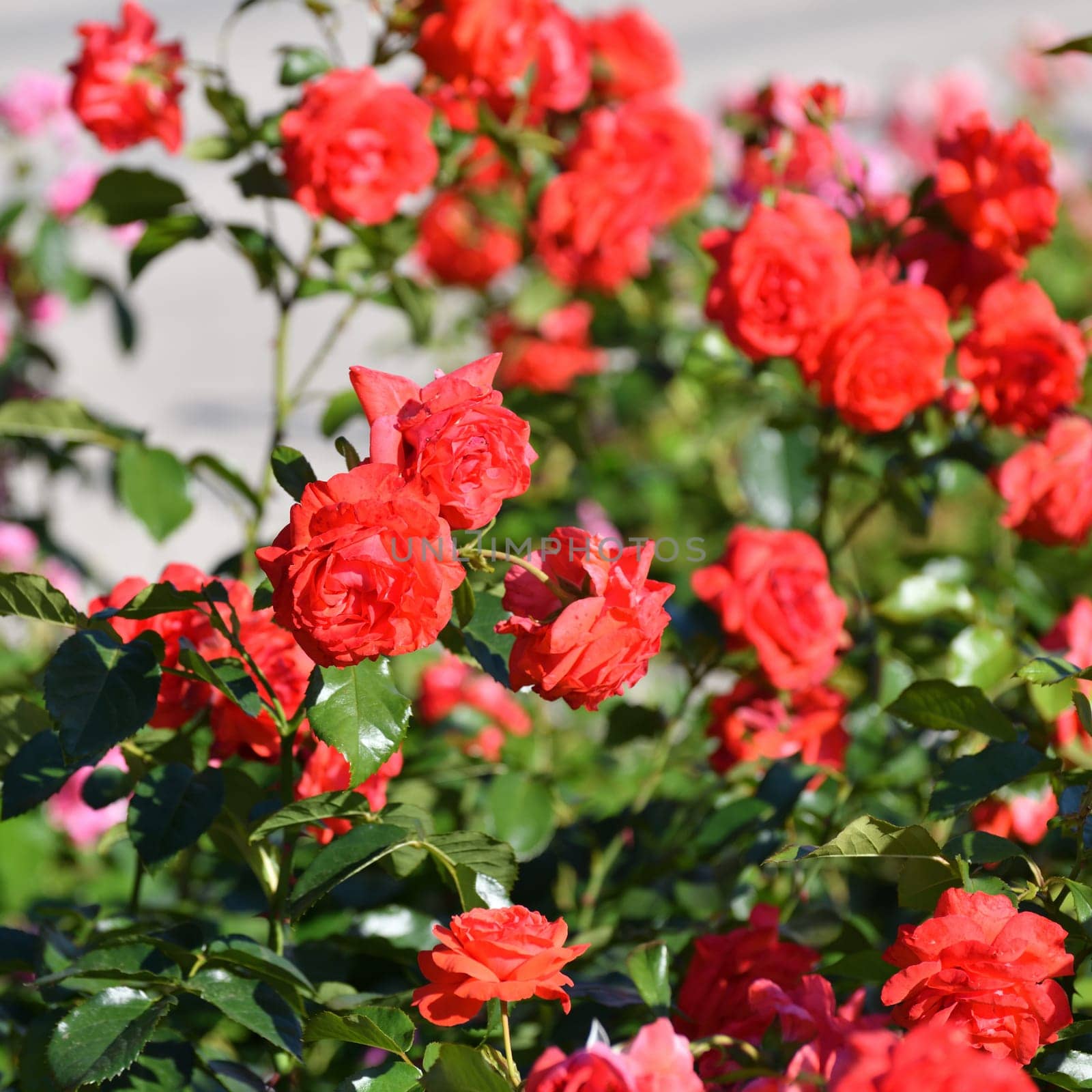 Beautiful burgundy and varietal rose