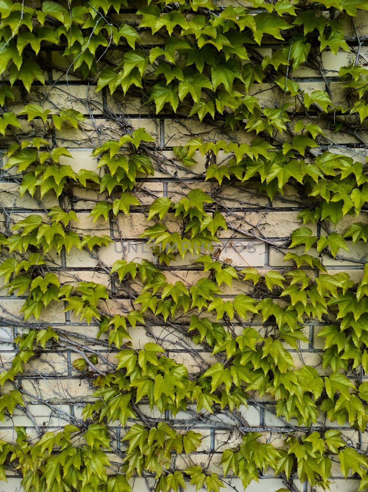 Vertical shot of external view of a stone fence overgrown with wild grapes plant. Courtyard with vertical garden. A brick wall is full of vegetation green color. Background. Plants. Still life