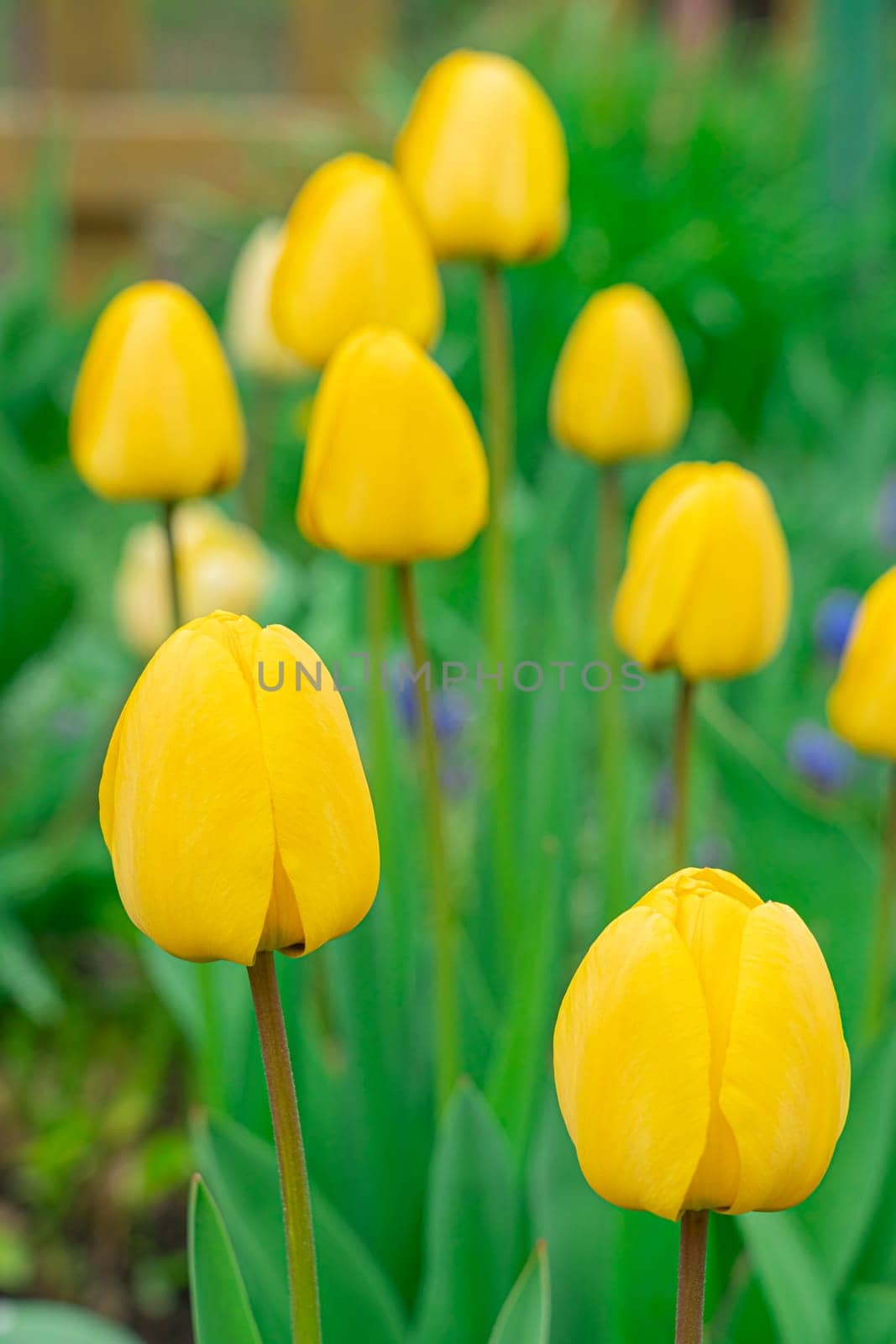 Yellow tulips close-up on a beautiful background by roman112007