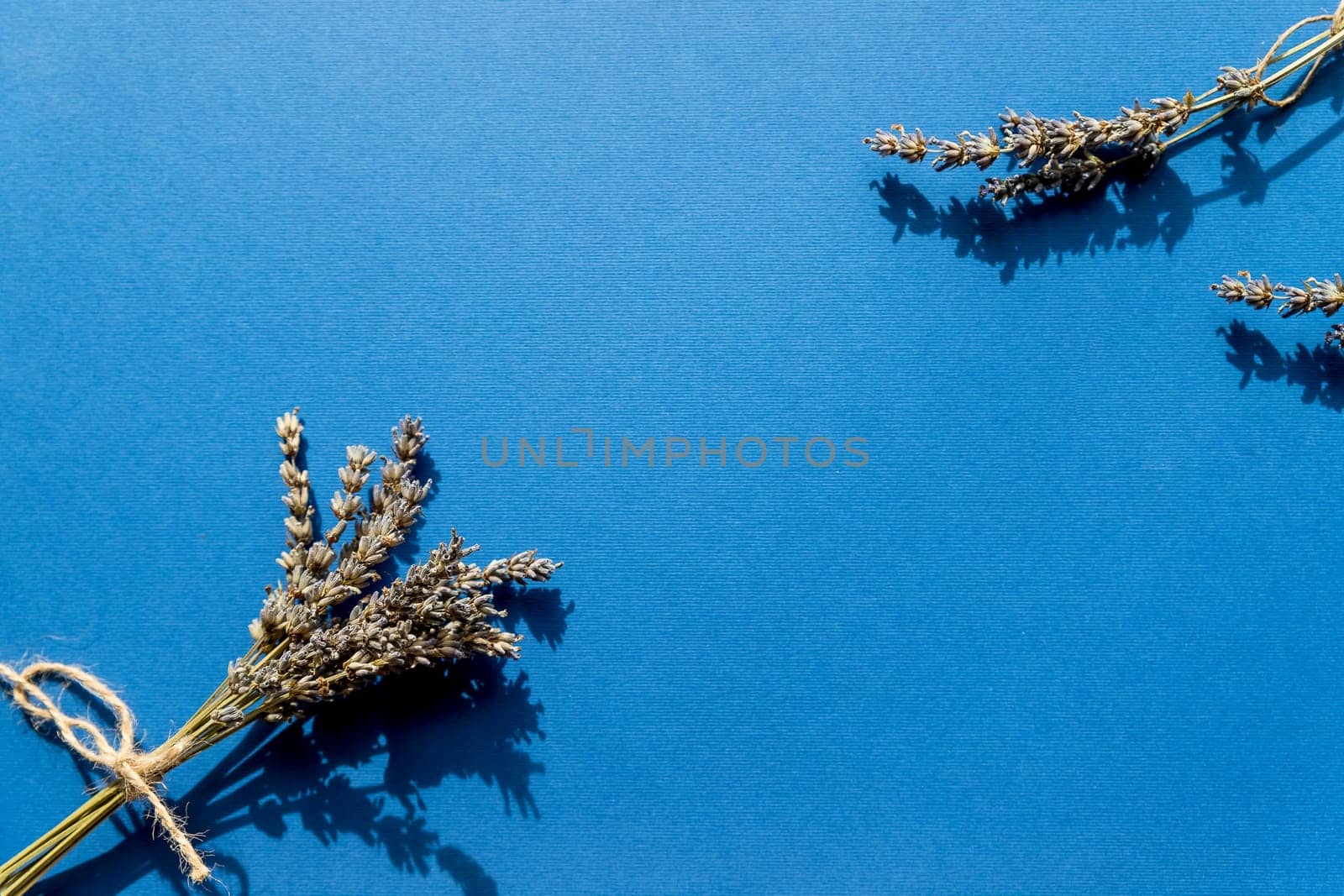 bunch of lavender isolated on white