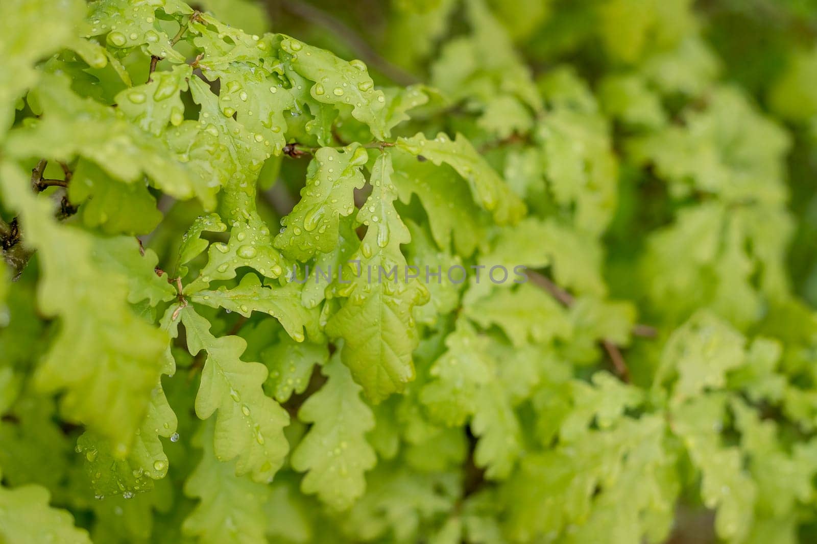 Branches of the northern red oak with green serrated leaves covered with water drops during a rain, background. Fresh oak leaves