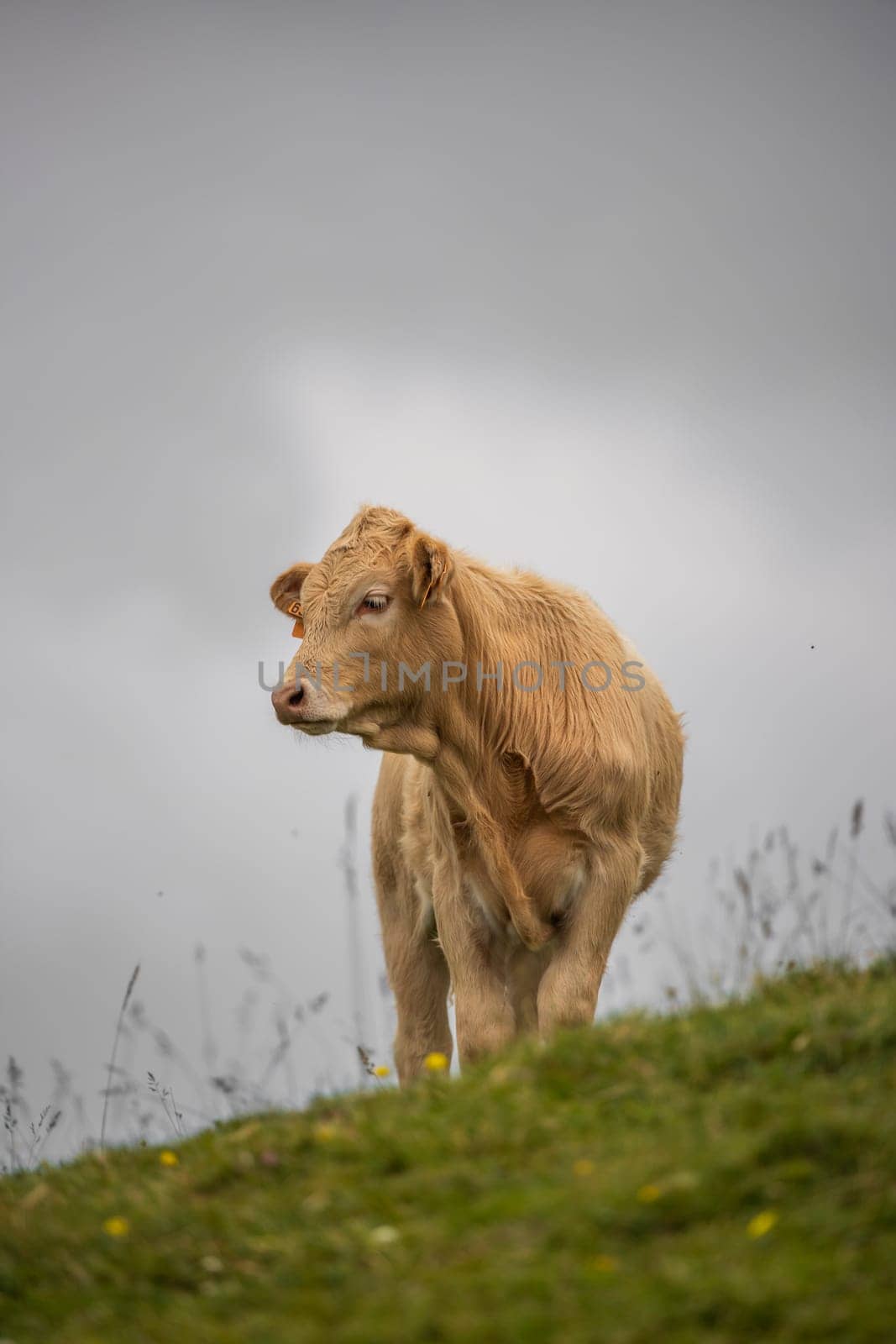 white calf on the mountain by Hoverstock